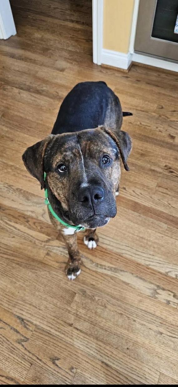 Enlarge Bear, a Adoptable mixed breed in St. Clair Shores, MI image 2/6
