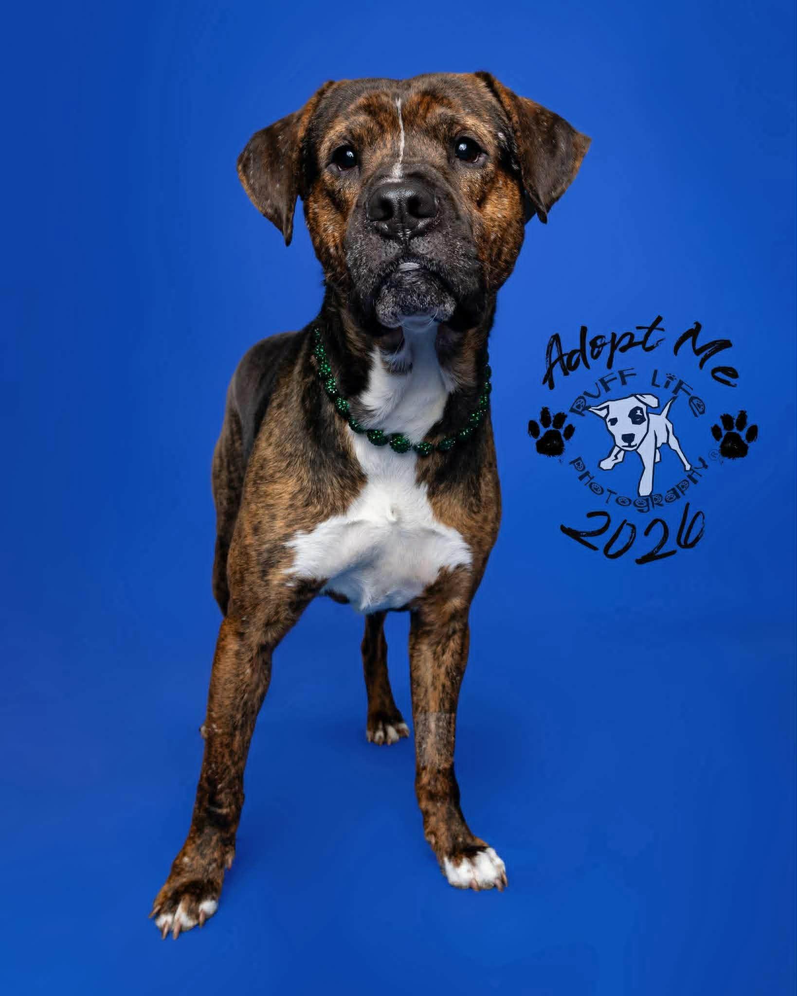 Enlarge Bear, a Adoptable mixed breed in St. Clair Shores, MI image 4/6