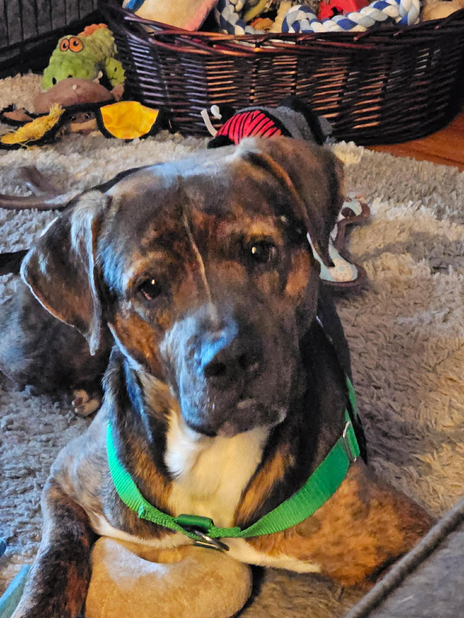 Enlarge Bear, a Adoptable mixed breed in St. Clair Shores, MI image 5/6