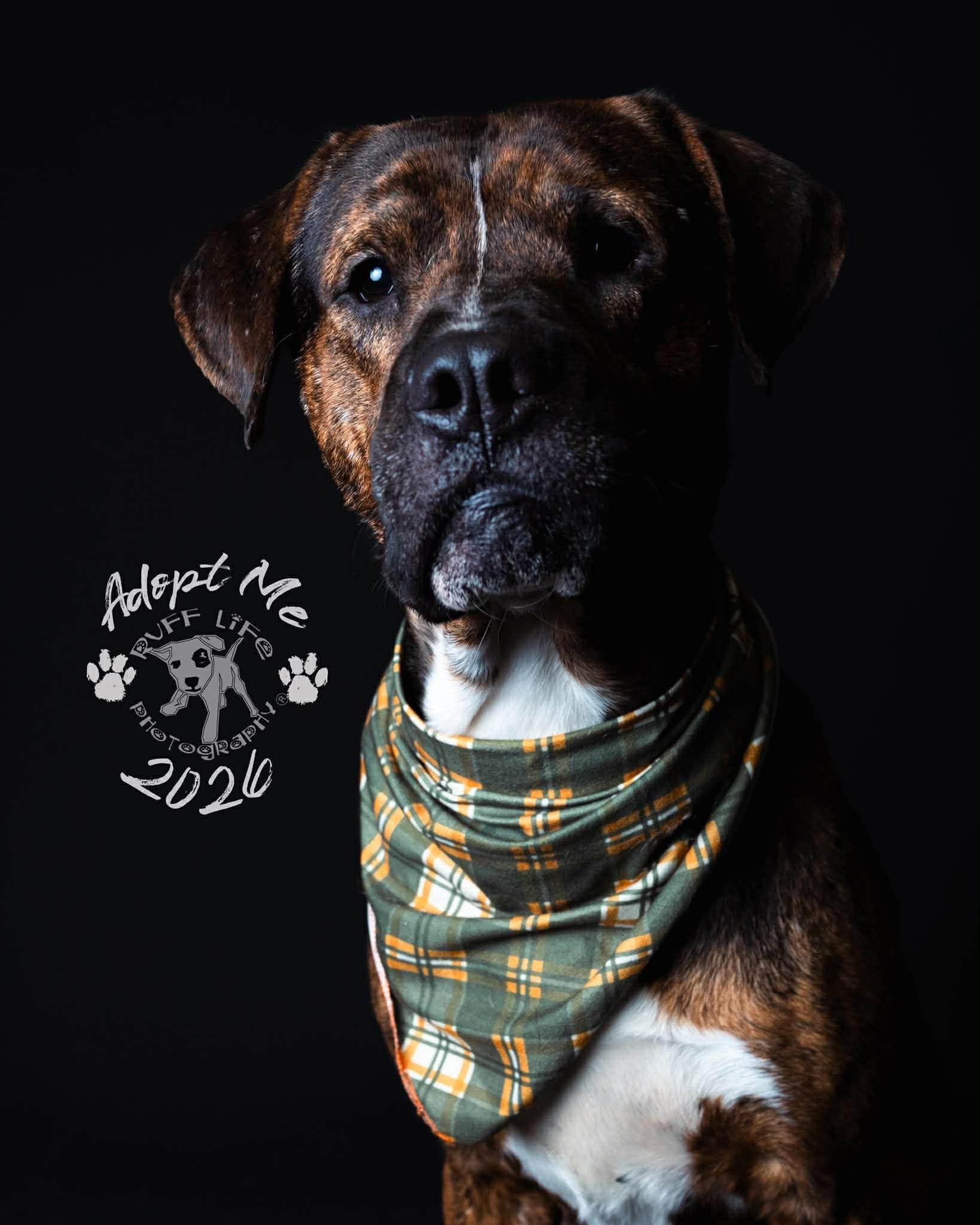 Enlarge Bear, a Adoptable mixed breed in St. Clair Shores, MI image 6/6