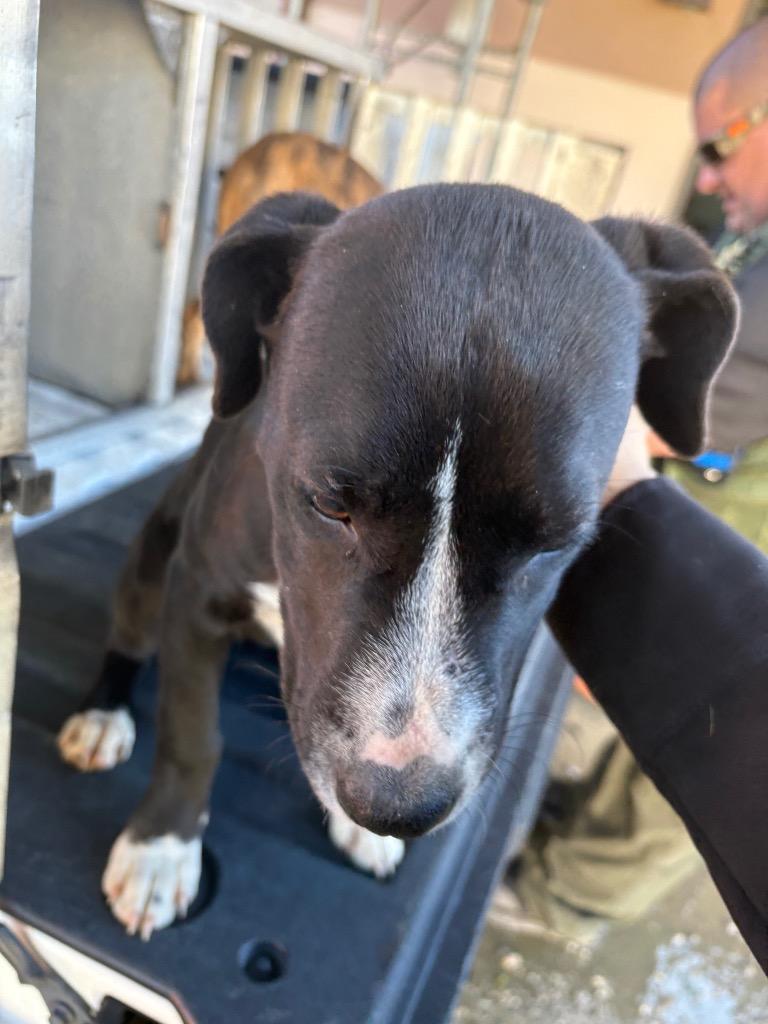 Thing 2, Adoptable, Young Female Mixed Breed.