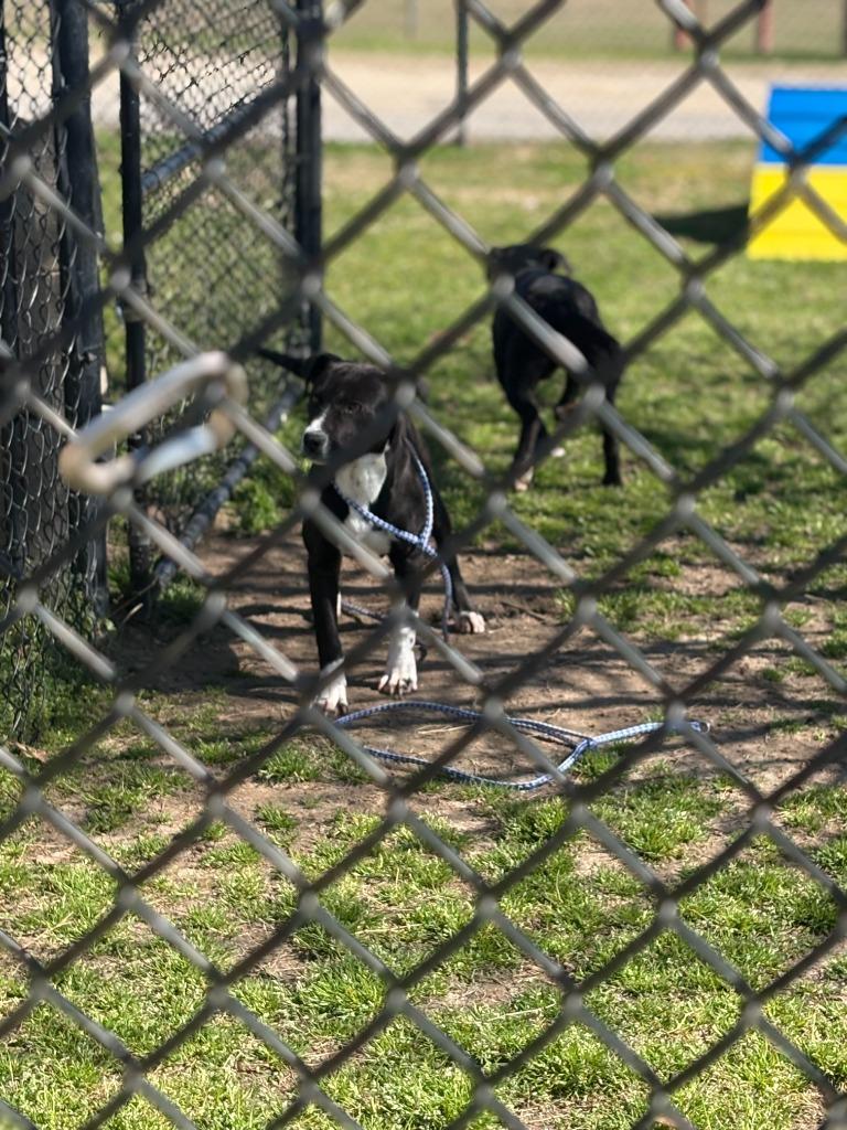 Enlarge Thing 2, a Adoptable mixed breed in Effingham, SC image 2/2