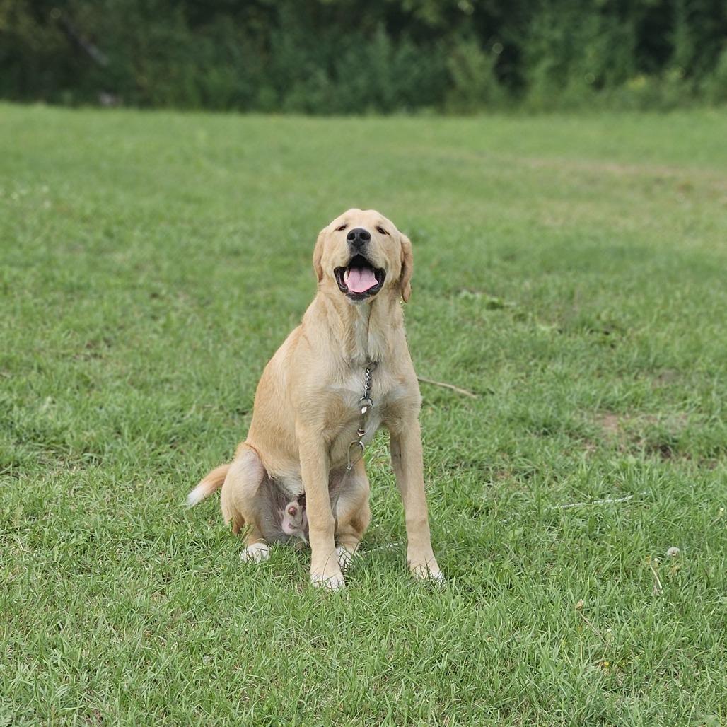 Enlarge Lucky D12765, a Adoptable mixed breed in Princeton, MN image 1/1