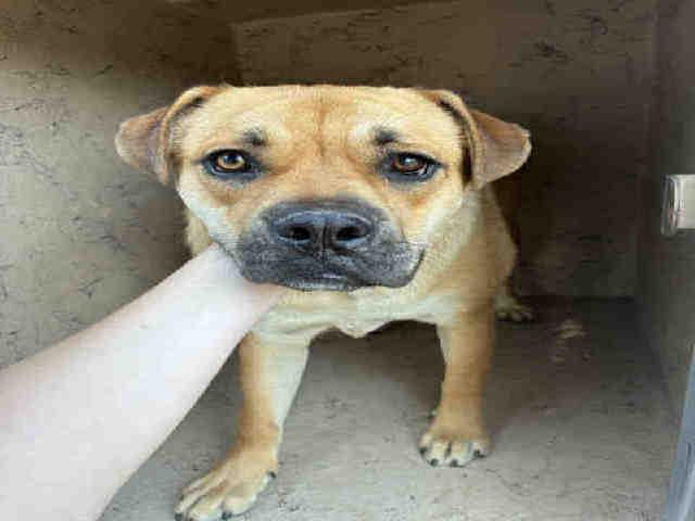 Enlarge LADY, a Adoptable mixed breed in Bonita, CA image 1/1