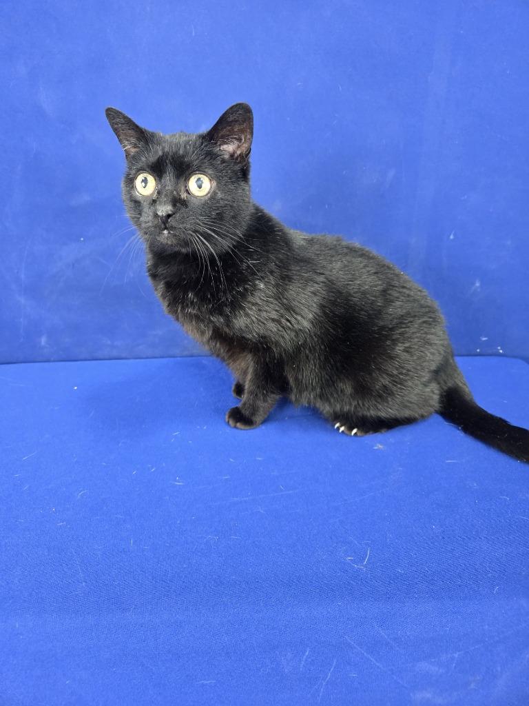 Enlarge Loading..., a Adoptable American Shorthair in Ruston, LA image 1/5