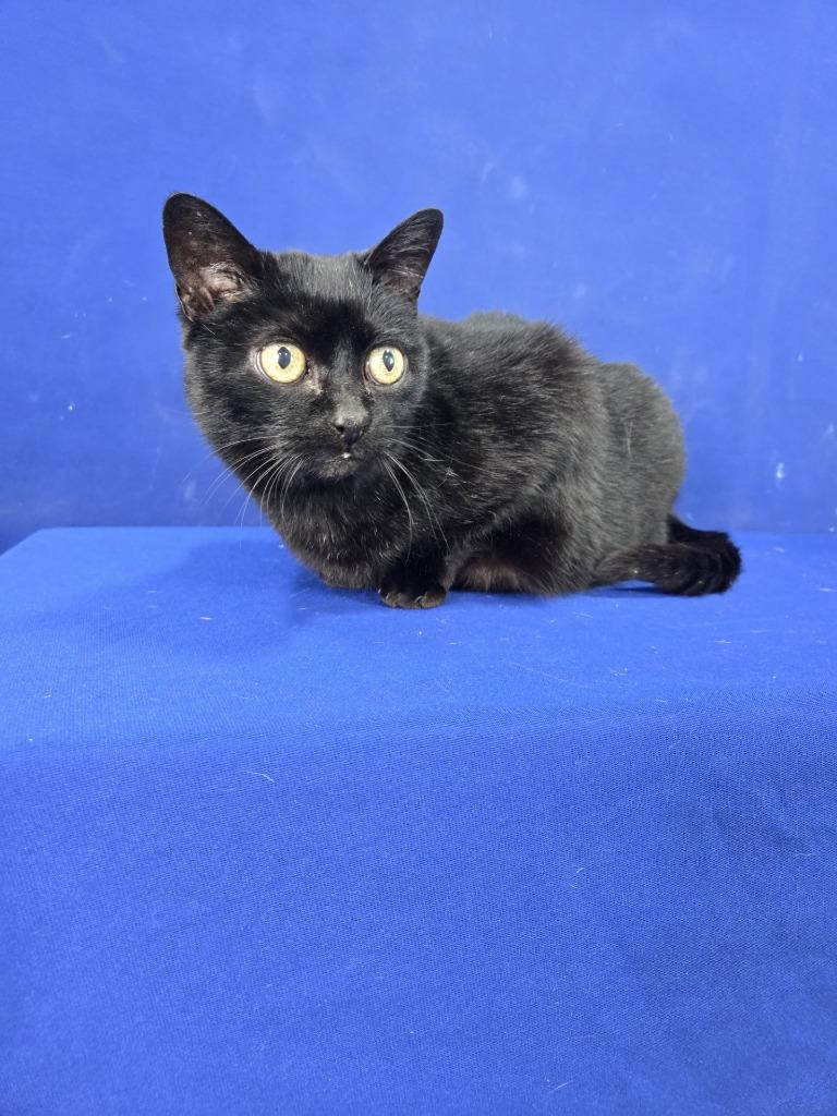 Enlarge Loading..., a Adoptable American Shorthair in Ruston, LA image 2/5