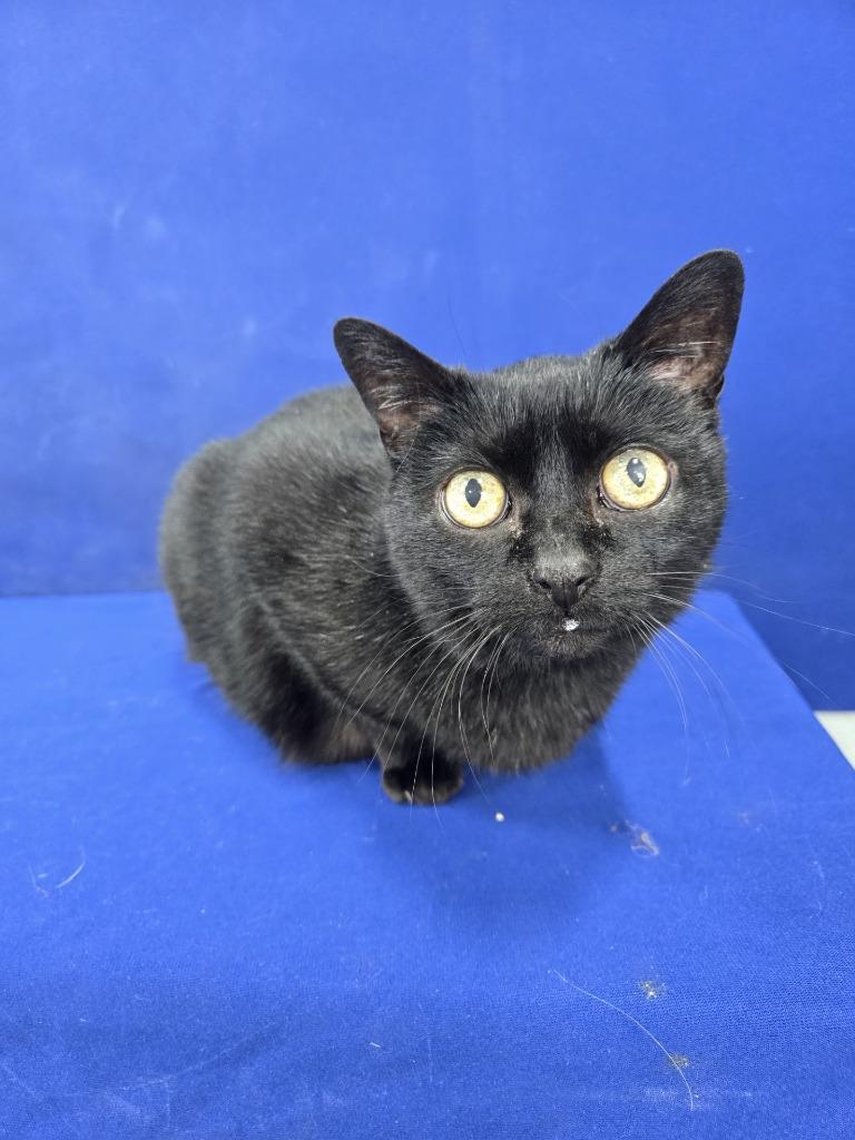 Enlarge Loading..., a Adoptable American Shorthair in Ruston, LA image 4/5