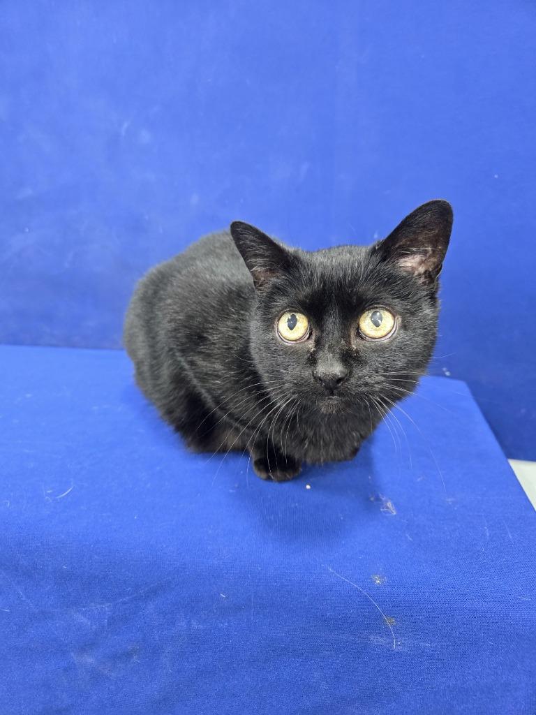Enlarge Loading..., a Adoptable American Shorthair in Ruston, LA image 5/5