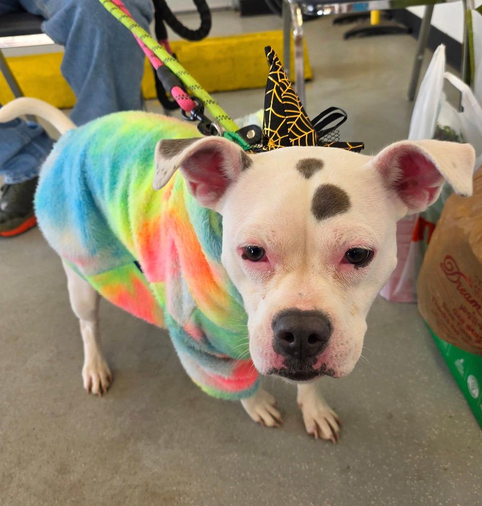 Raya, Adoptable, Young Female American Staffordshire Terrier.