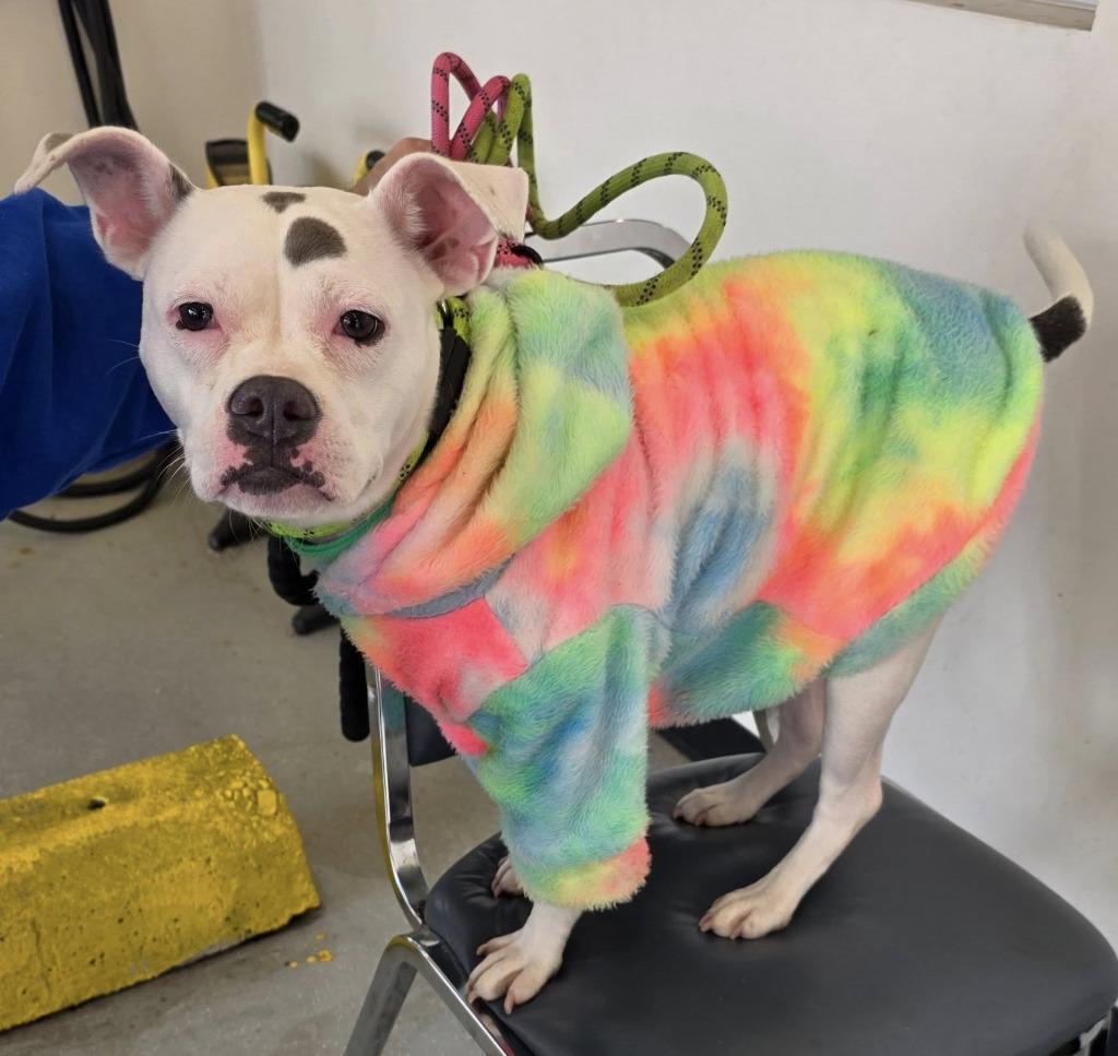 Raya, a Adoptable American Staffordshire Terrier in Warren, MI image 2/5