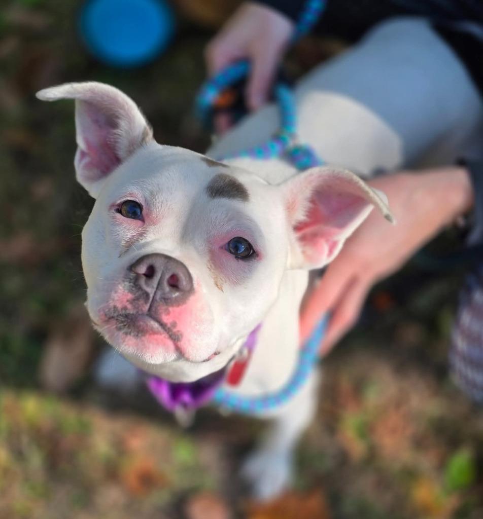 Raya, a Adoptable American Staffordshire Terrier in Warren, MI image 3/5