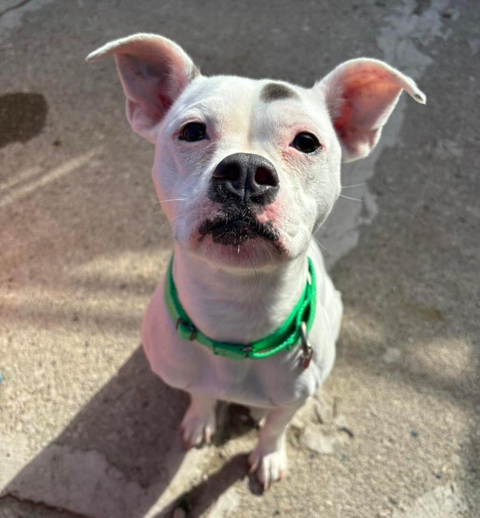 Raya, a Adoptable American Staffordshire Terrier in Warren, MI image 4/5