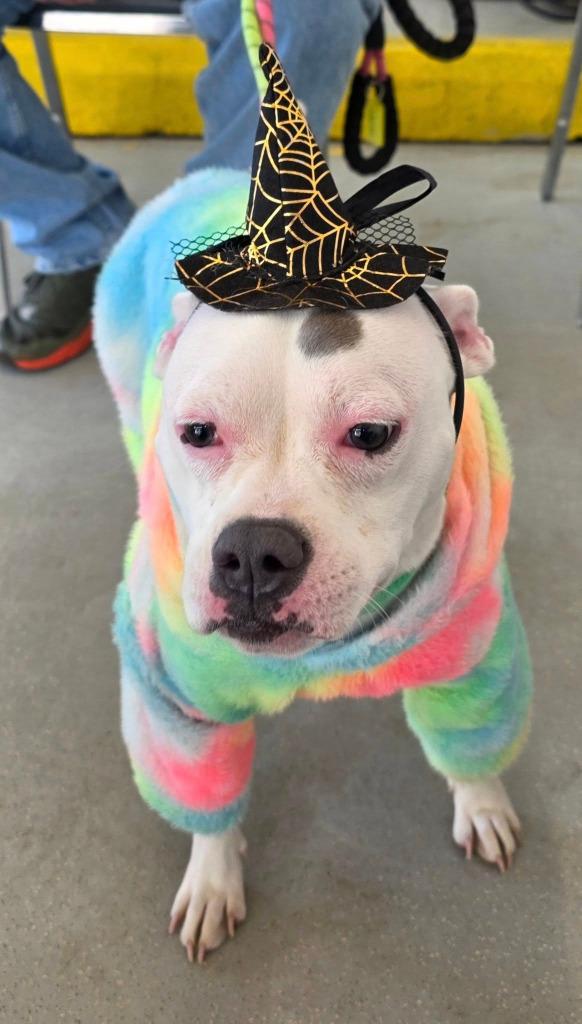 Raya, a Adoptable American Staffordshire Terrier in Warren, MI image 5/5