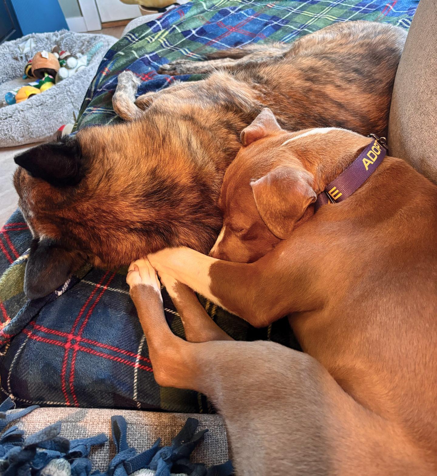 Enlarge Honey Pie, an adopted mixed breed in Benton Harbor, MI image 4/6