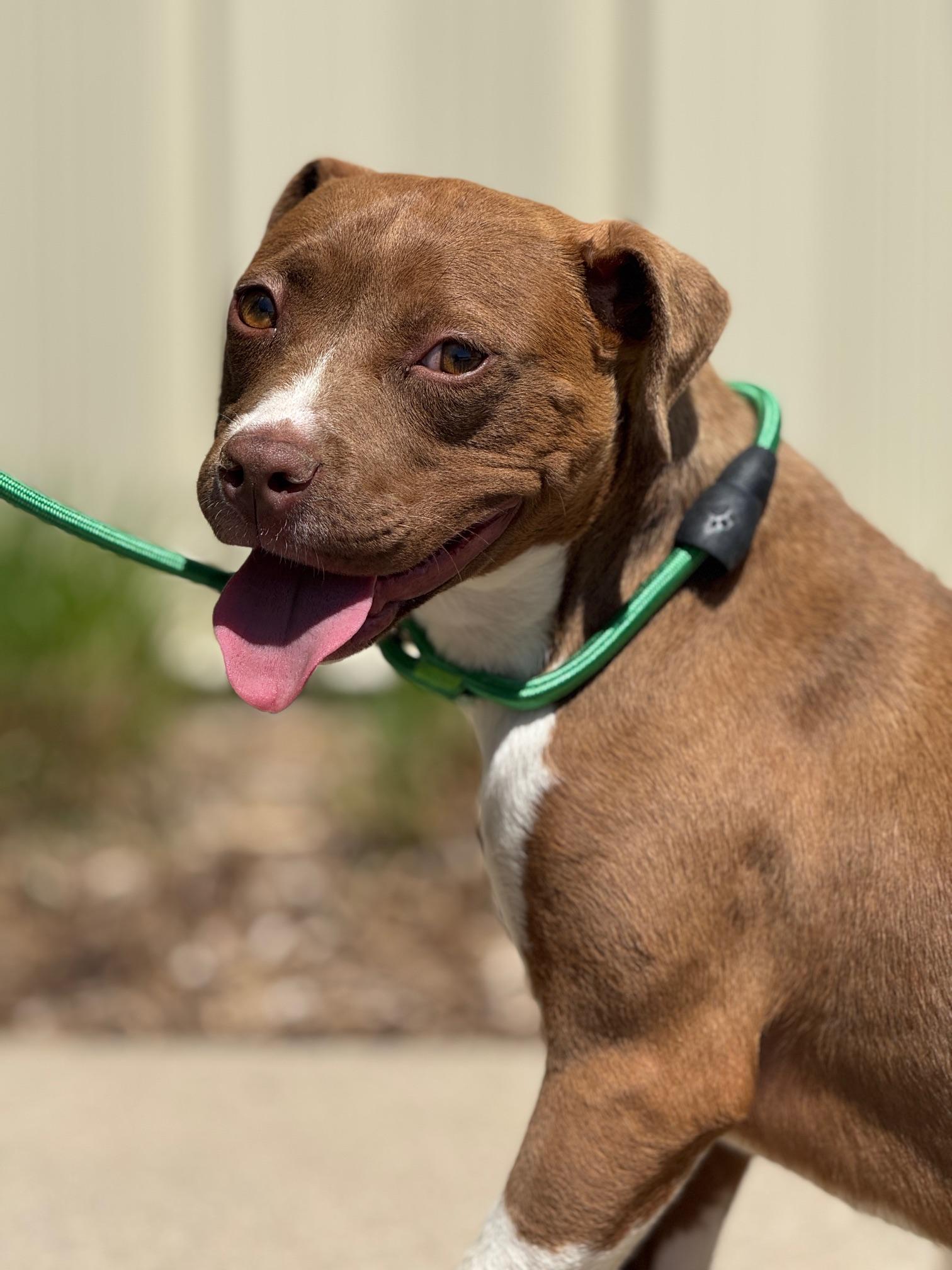 Enlarge Honey Pie, an adopted mixed breed in Benton Harbor, MI image 2/6