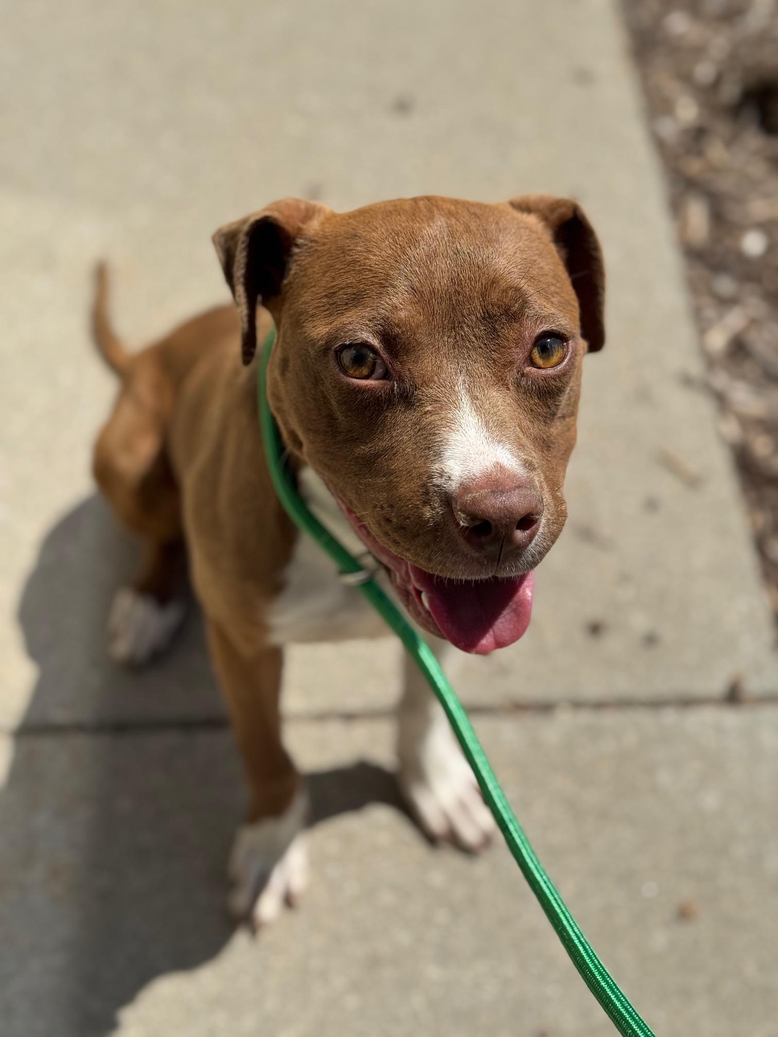 Honey Pie, adopted, Puppy Female Pit Bull Terrier & Mixed Breed.
