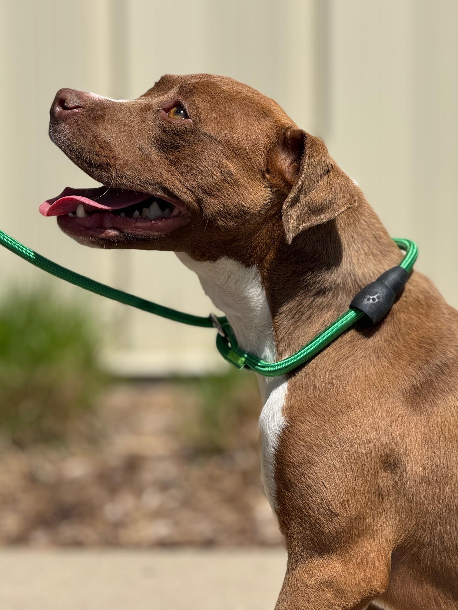 Enlarge Honey Pie, an adopted mixed breed in Benton Harbor, MI image 3/6