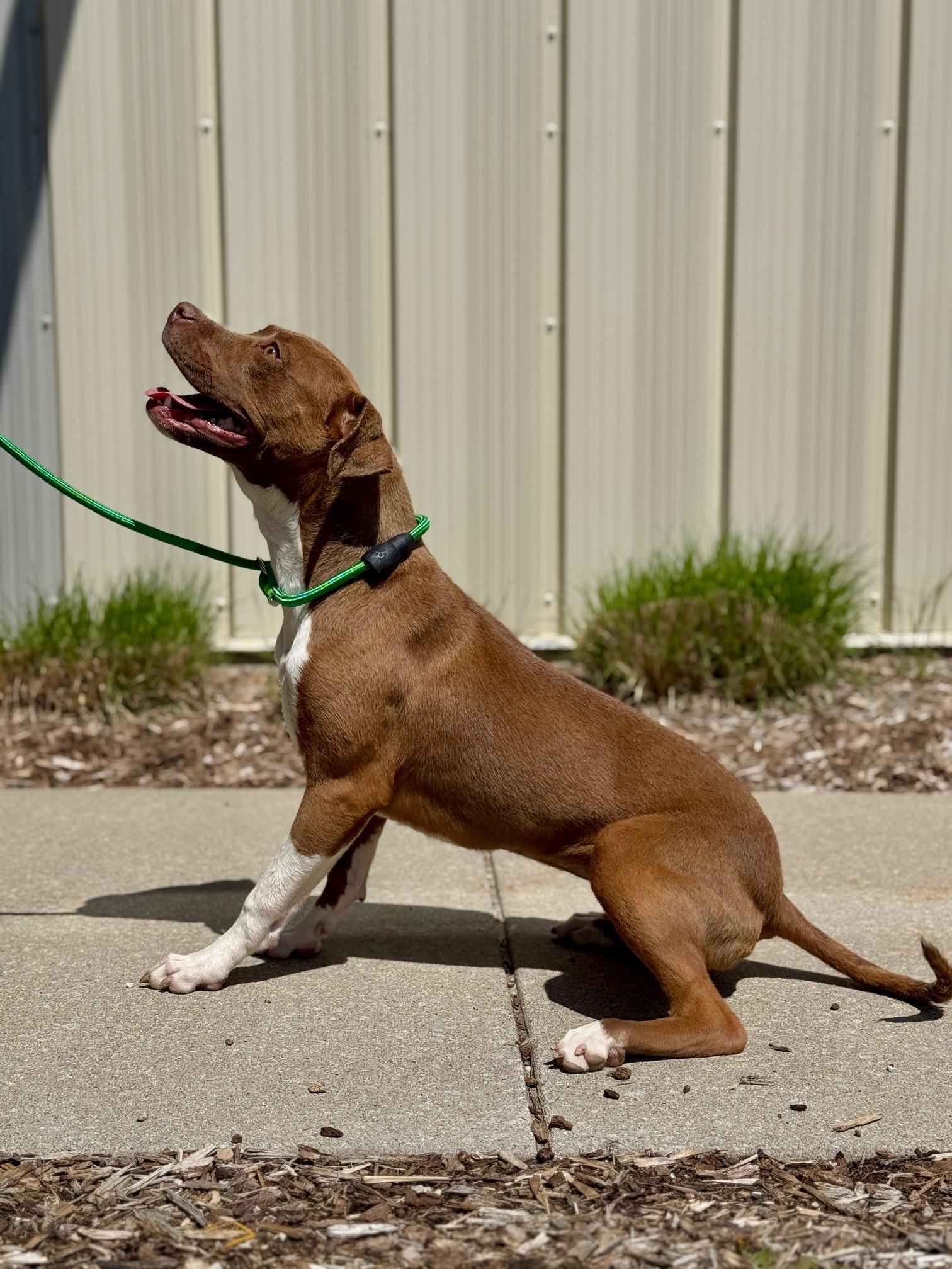 Enlarge Honey Pie, an adopted mixed breed in Benton Harbor, MI image 5/6