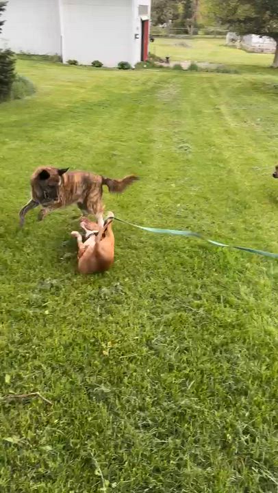 Enlarge Honey Pie, an adopted mixed breed in Benton Harbor, MI video 6/6