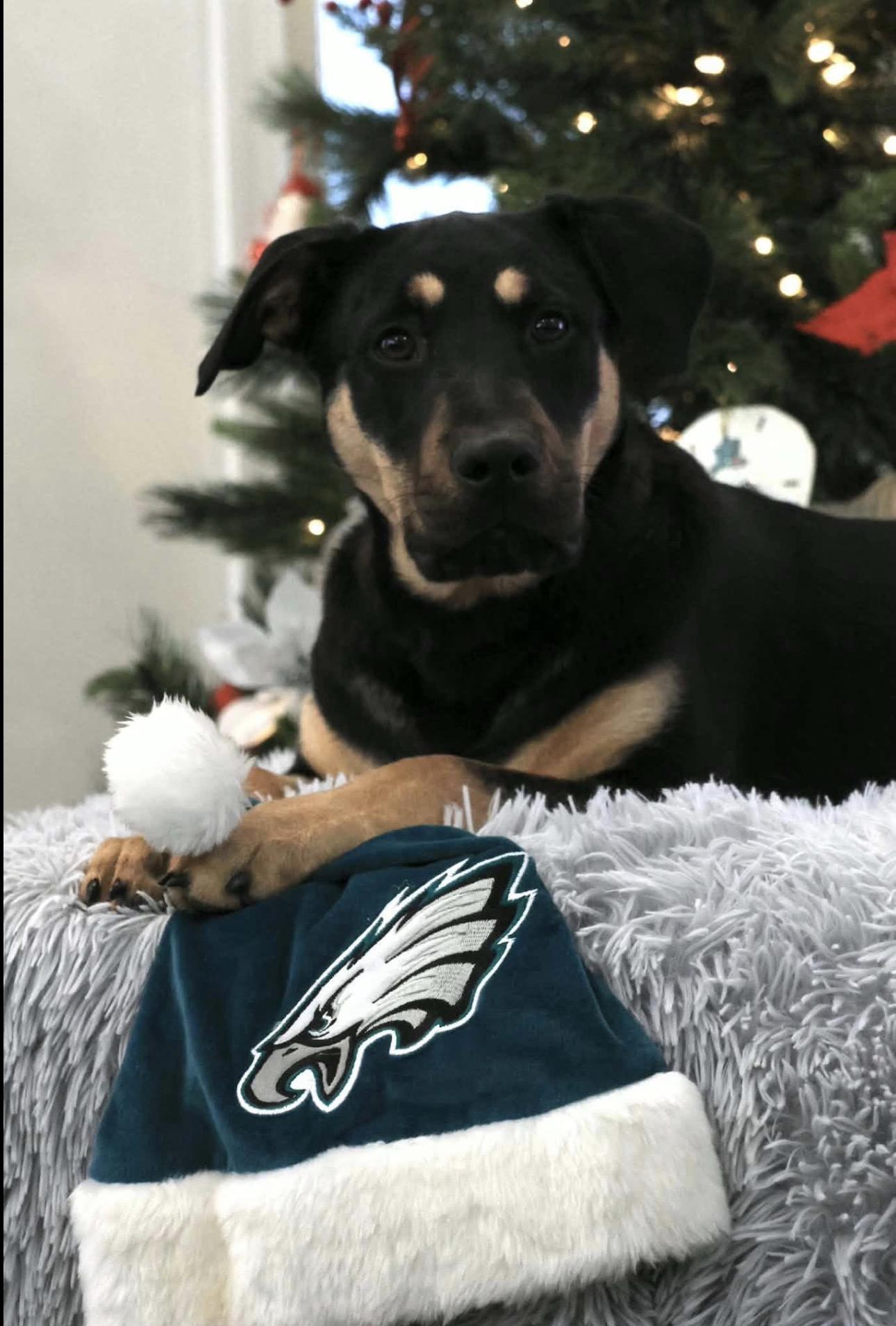 Enlarge Bella, a ADOPTABLE Mixed Breed in Kutztown, PA image 3/4