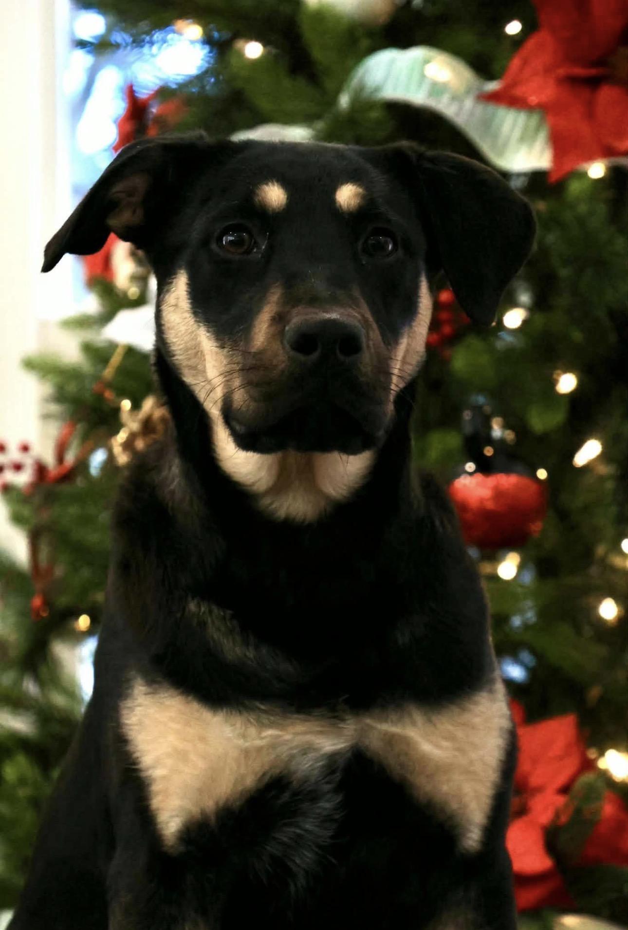 Enlarge Bella, a ADOPTABLE Mixed Breed in Kutztown, PA image 2/4