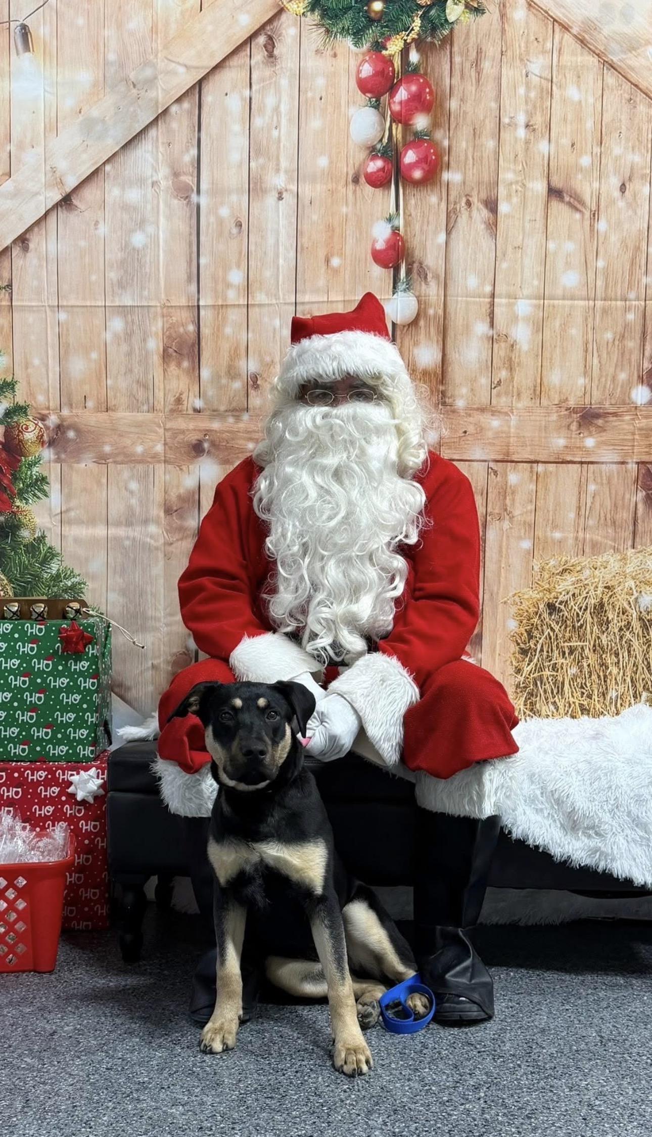 Enlarge Bella, a ADOPTABLE Mixed Breed in Kutztown, PA image 1/4