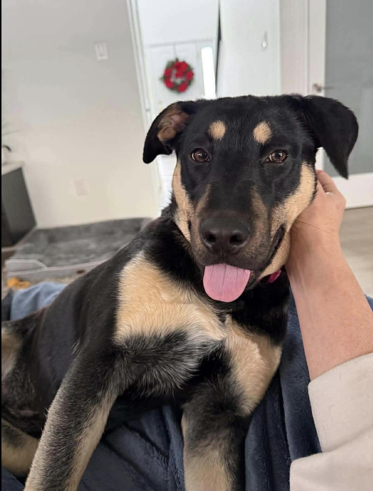 Enlarge Bella, a ADOPTABLE Mixed Breed in Kutztown, PA image 4/4