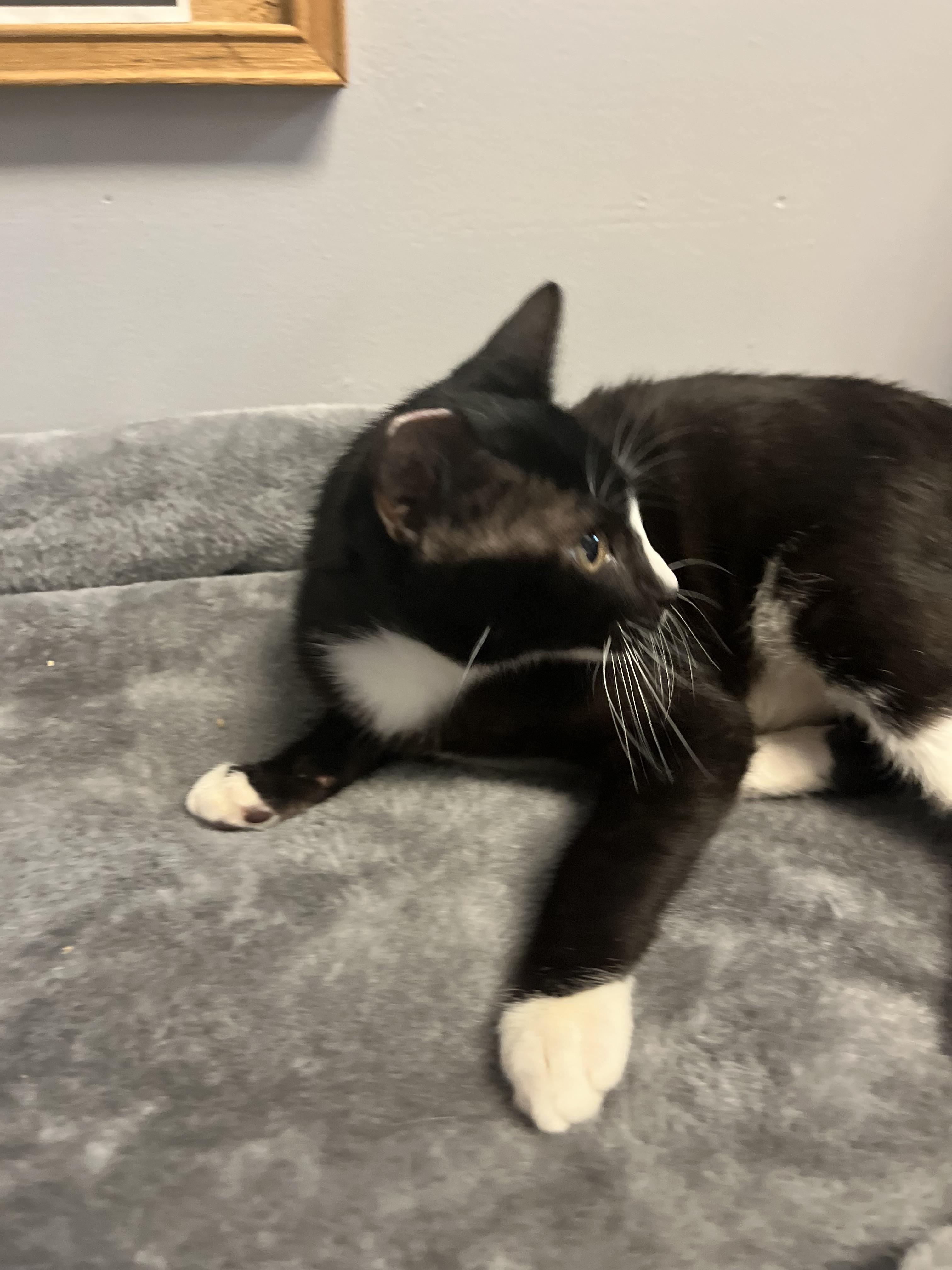 Brady is a goofy male cat with a playful and mischievous personality He loves to entertain his huma