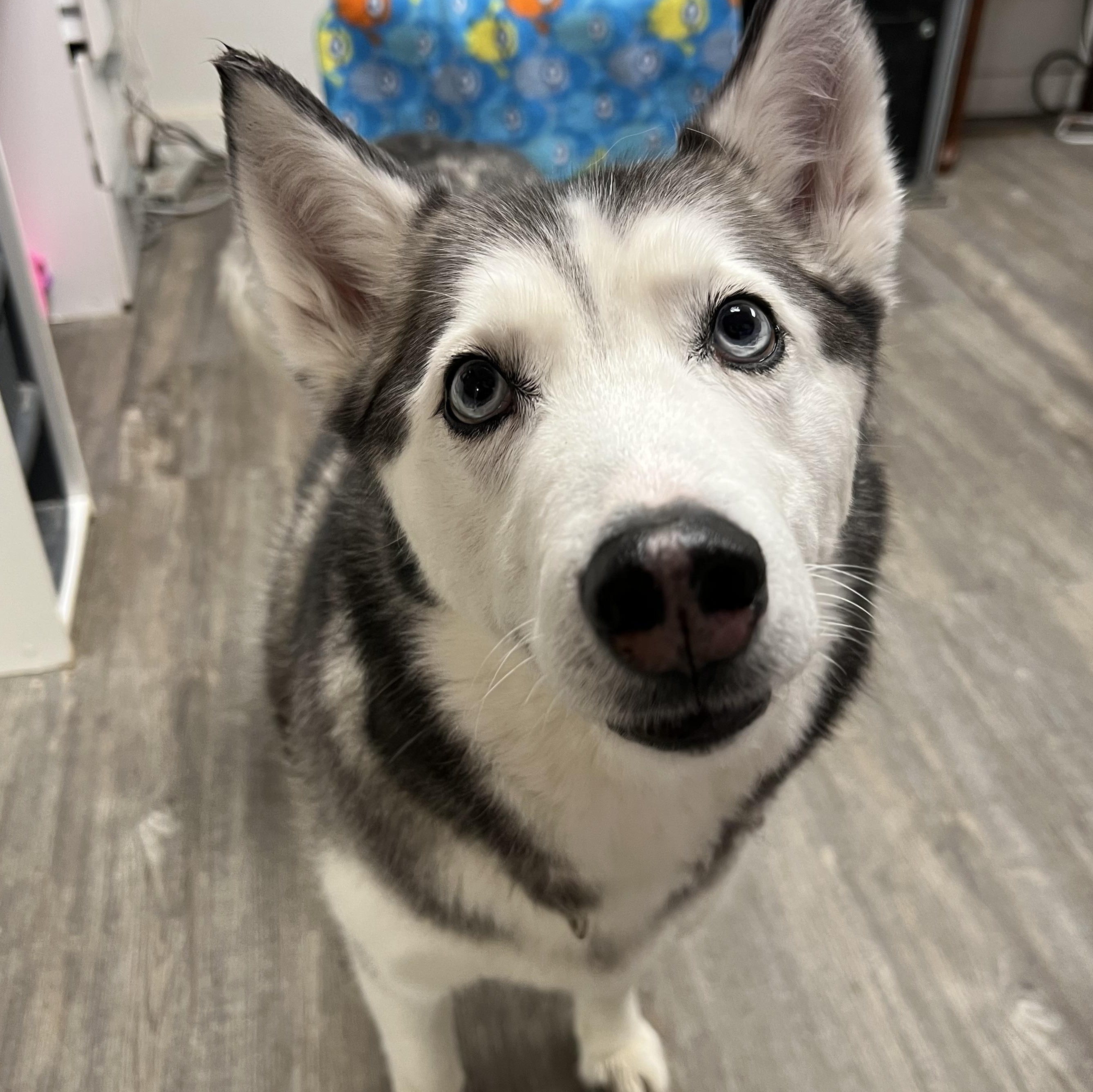 Lulu, a Adoptable mixed breed in Spencer, IA image 1/4