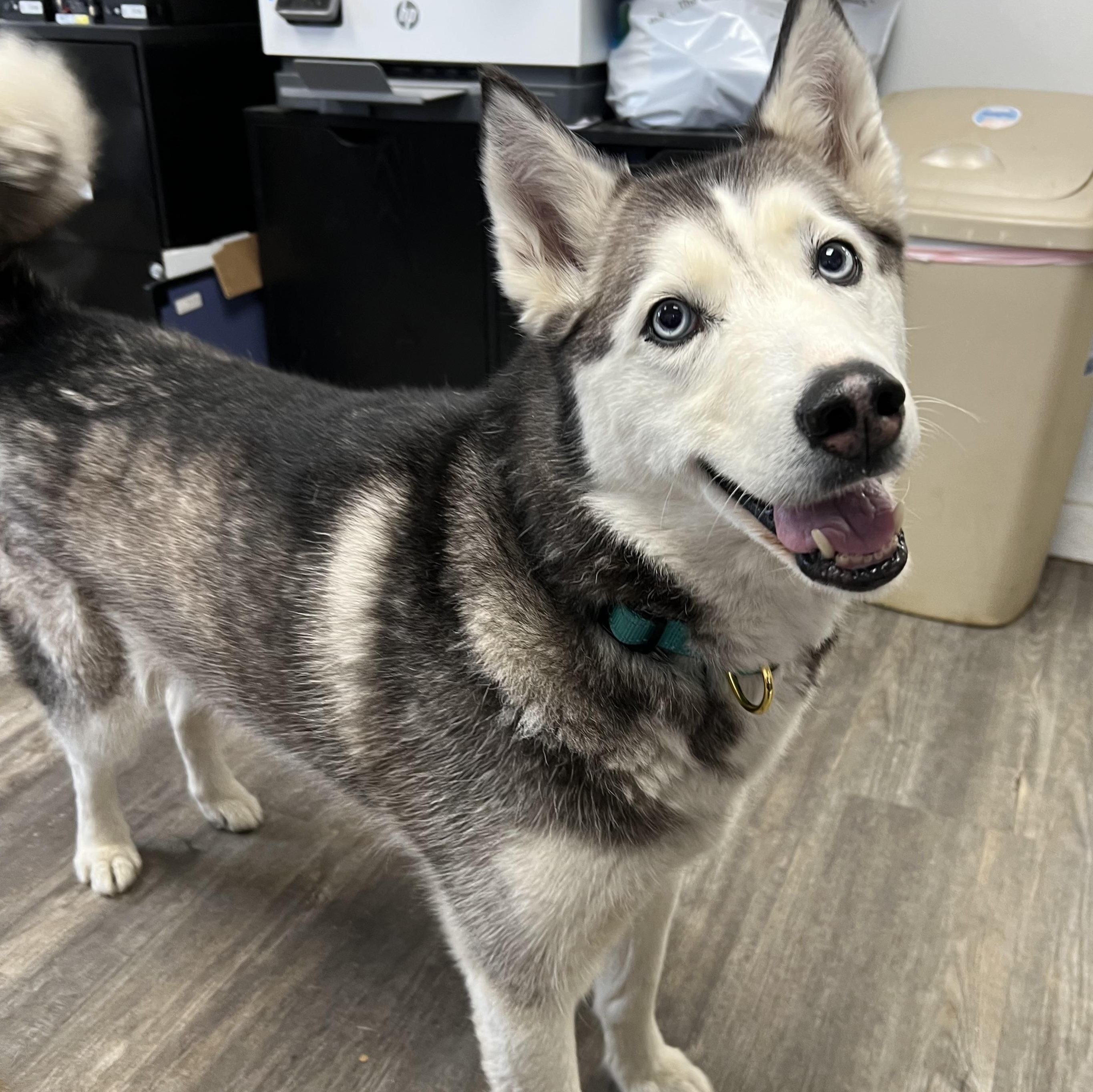 Lulu, a Adoptable mixed breed in Spencer, IA image 2/4