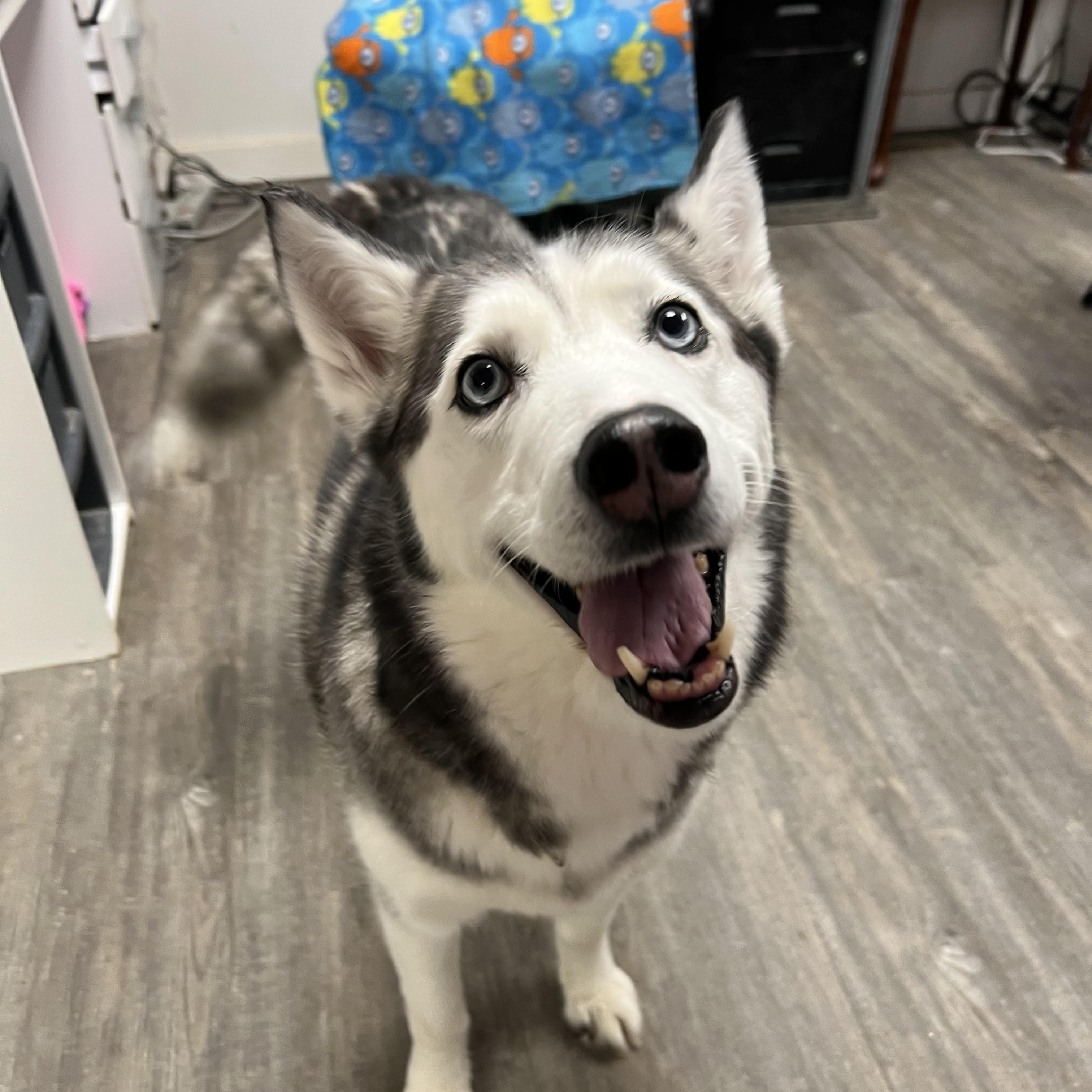 Lulu, a Adoptable mixed breed in Spencer, IA image 3/4