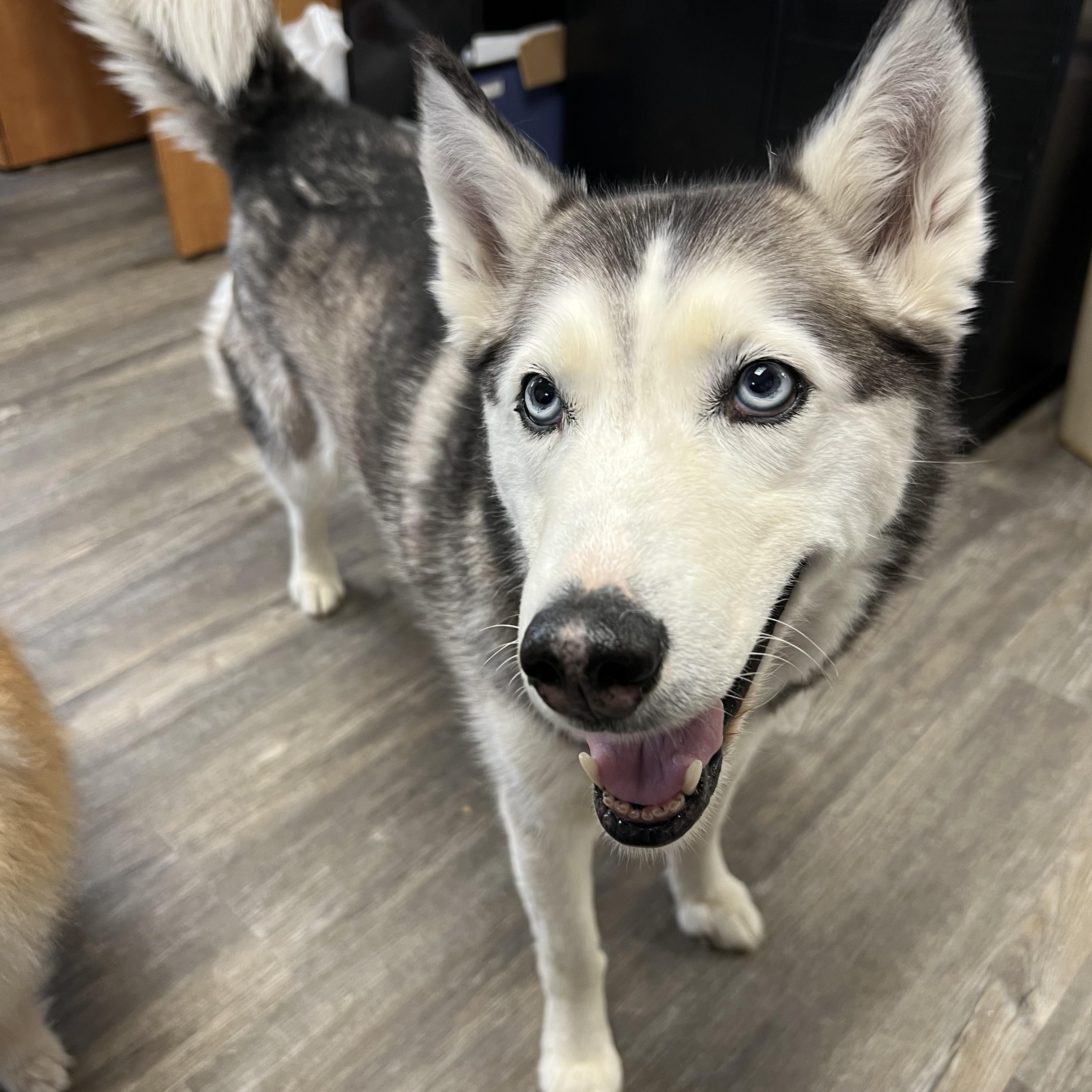 Lulu, a Adoptable mixed breed in Spencer, IA image 4/4