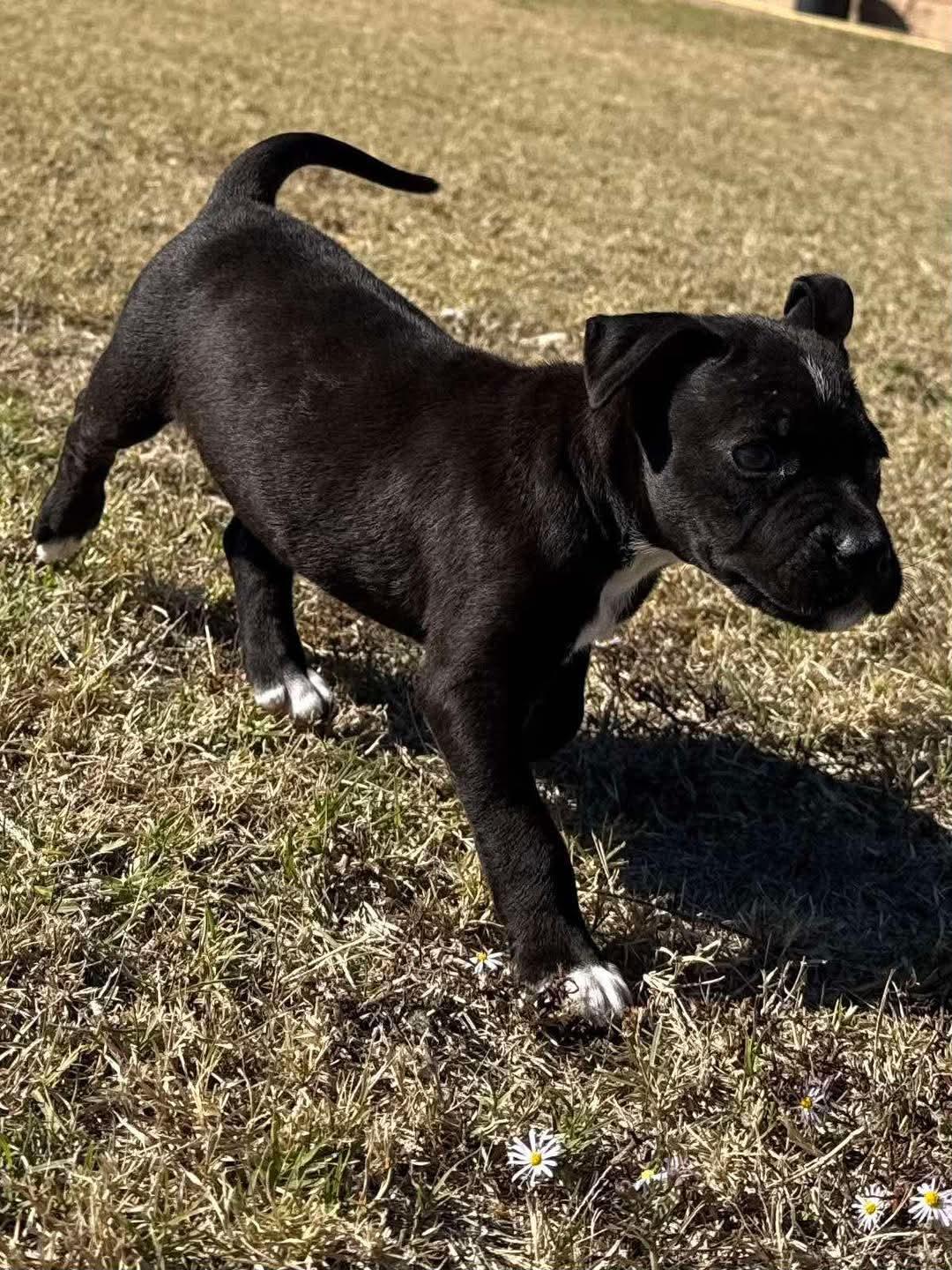 Enlarge Darla, an adopted mixed breed in Wichita Falls, TX image 1/3