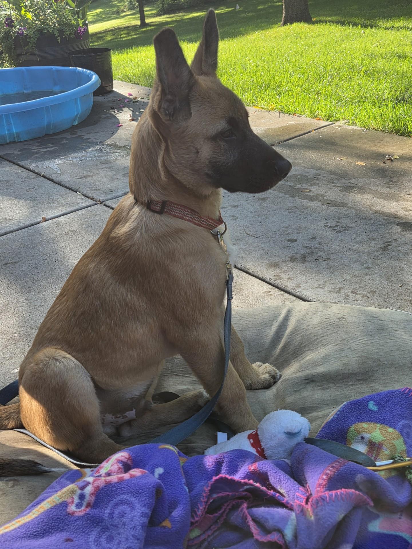 Enlarge Nacho-I26038, a Adoptable mixed breed in Anoka, MN image 1/5