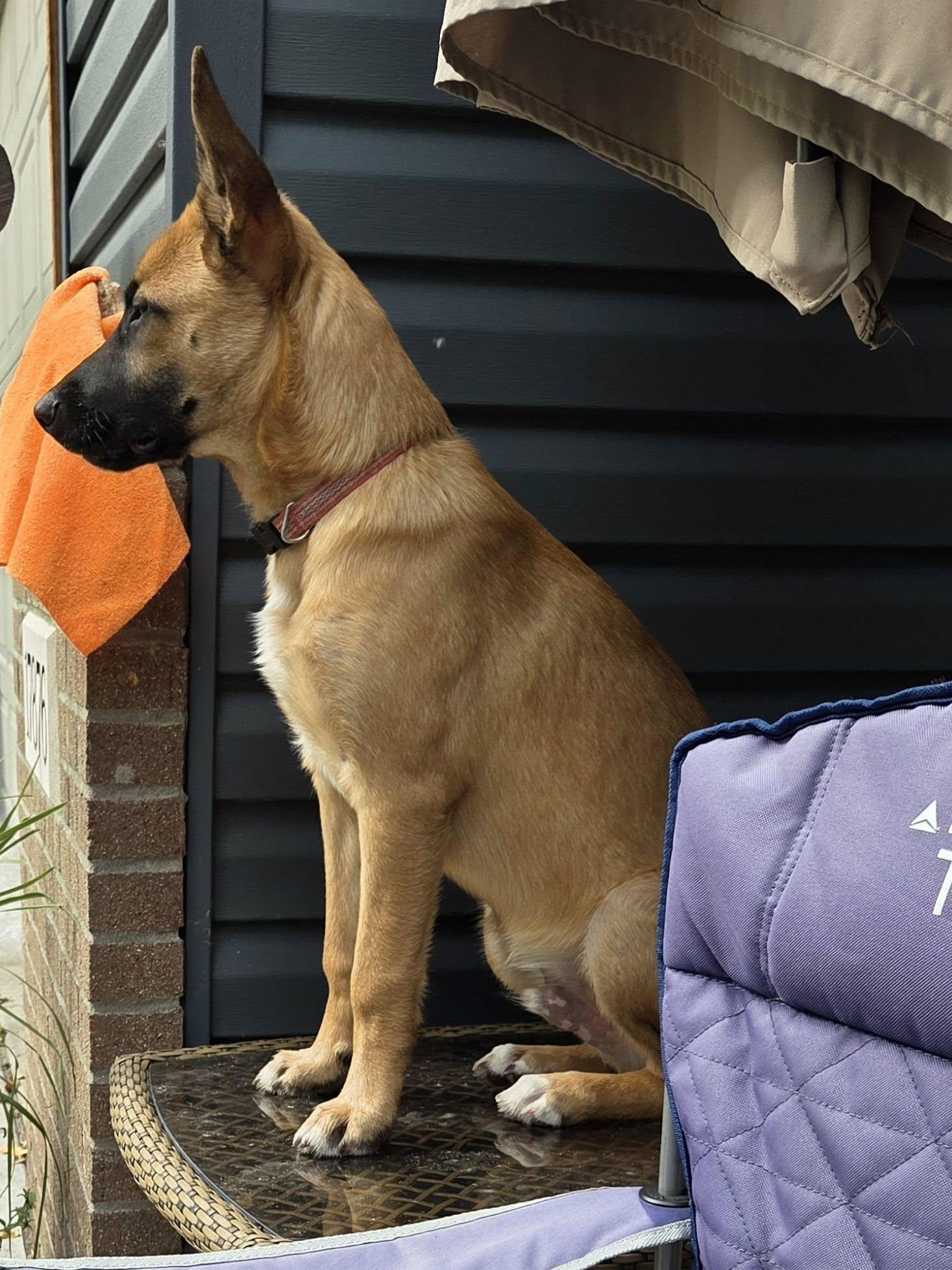 Nacho-I26038, Adoptable, Puppy Male Shepherd.