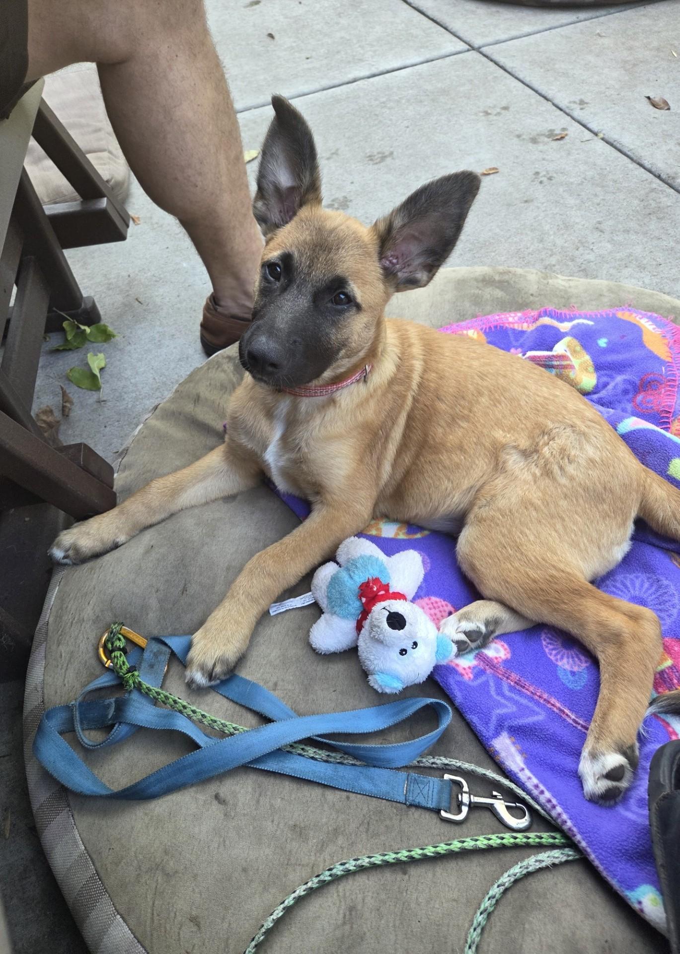 Enlarge Nacho-I26038, a Adoptable mixed breed in Anoka, MN image 4/5