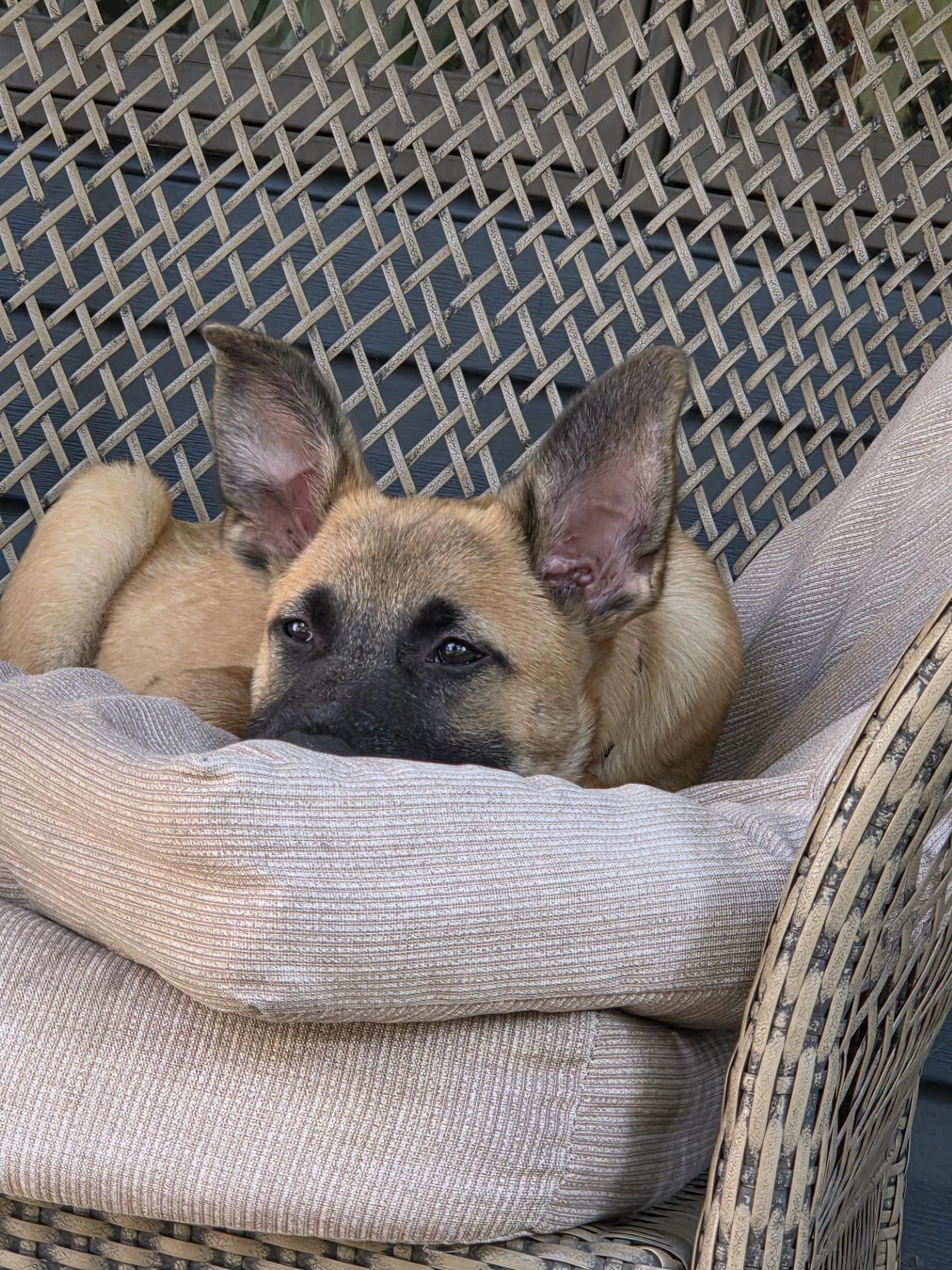 Enlarge Nacho-I26038, a Adoptable mixed breed in Anoka, MN image 2/5