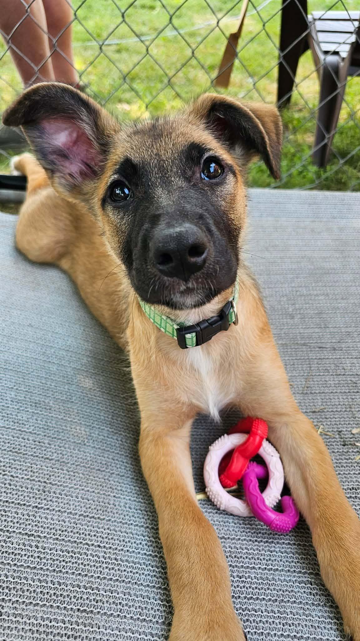 Enlarge Nacho-I26038, a ADOPTABLE mixed breed in Anoka, MN image 2/2