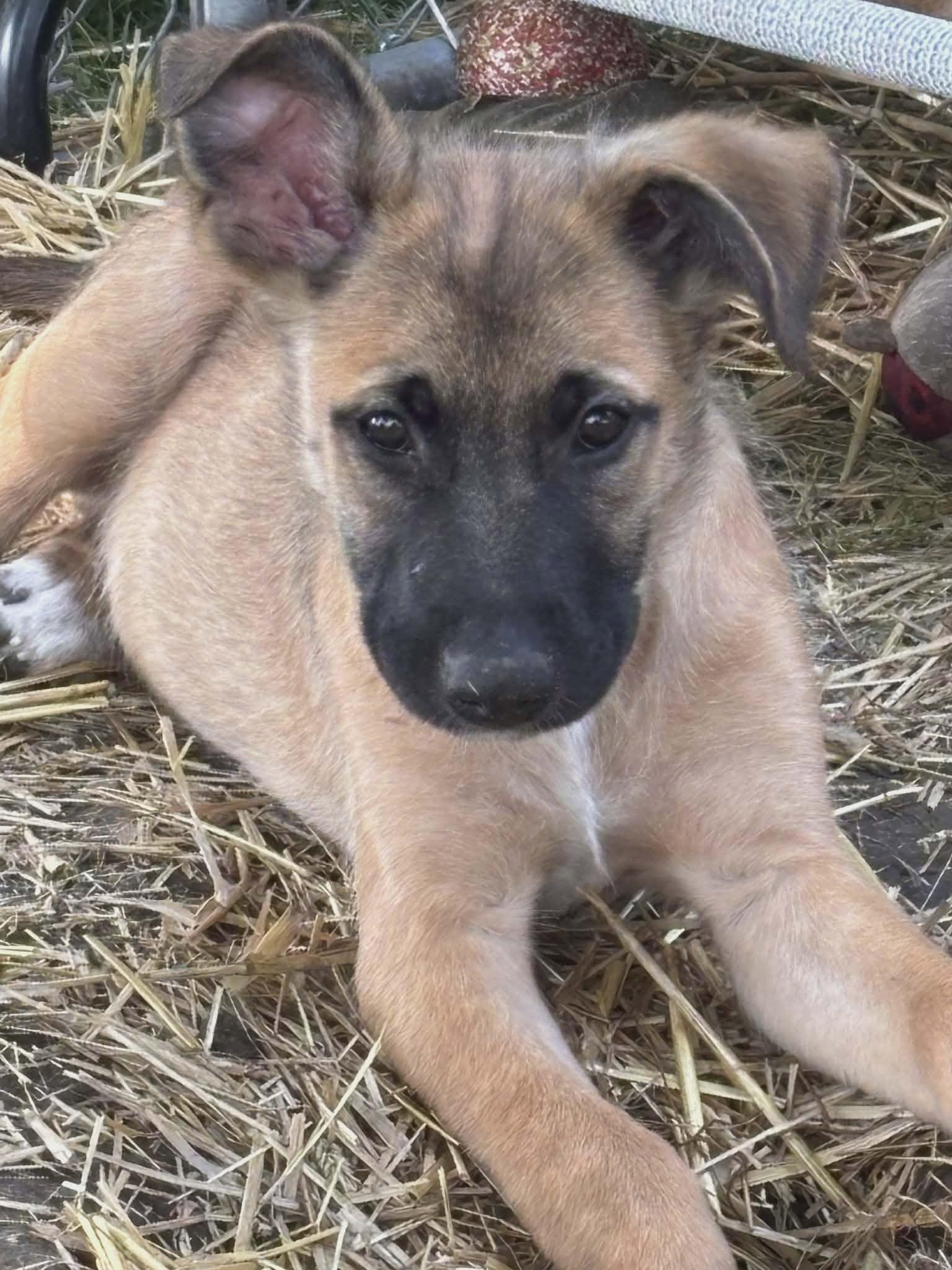 Enlarge Nacho-I26038, a ADOPTABLE mixed breed in Anoka, MN image 1/2