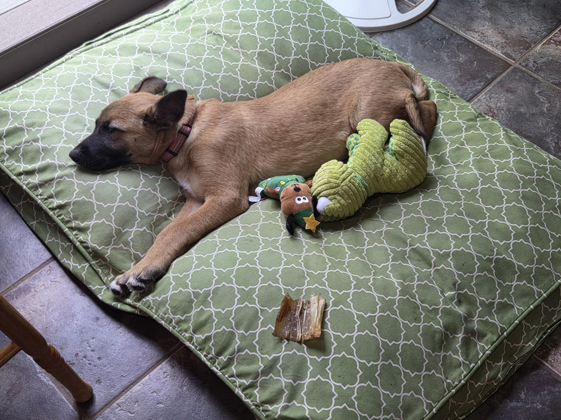 Enlarge Nacho-I26038, a Adoptable mixed breed in Anoka, MN image 3/5