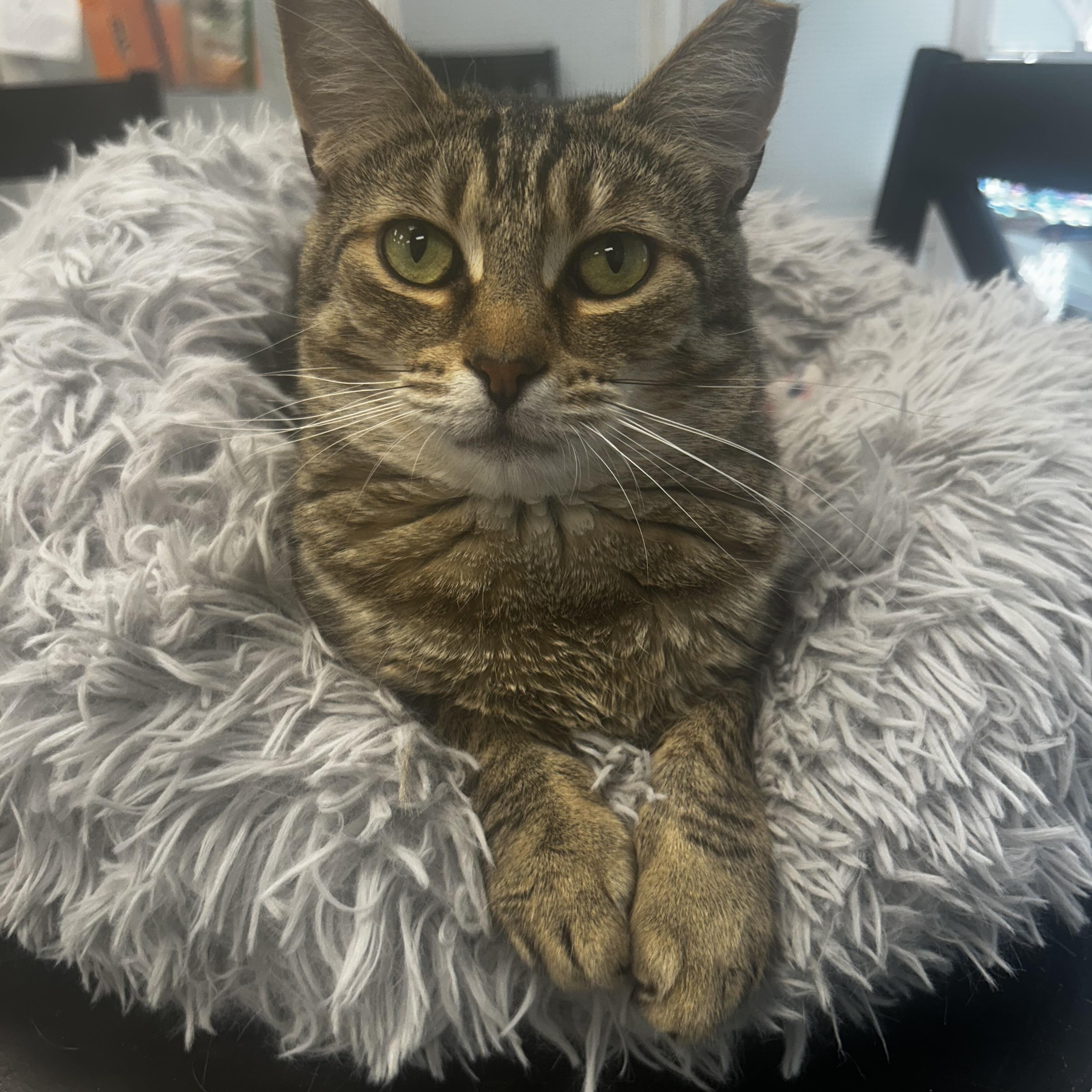 Claudia, a Adoptable Tabby in Grand Rapids, MI image 5/6