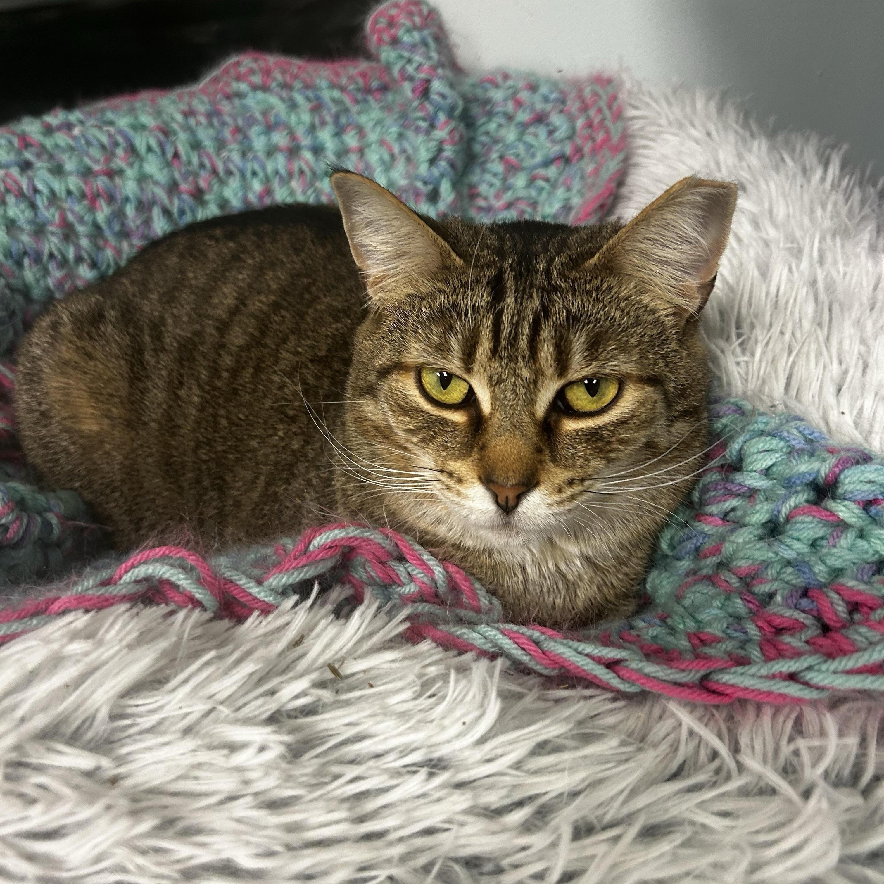 Claudia, Adoptable, Adult Female Tabby.