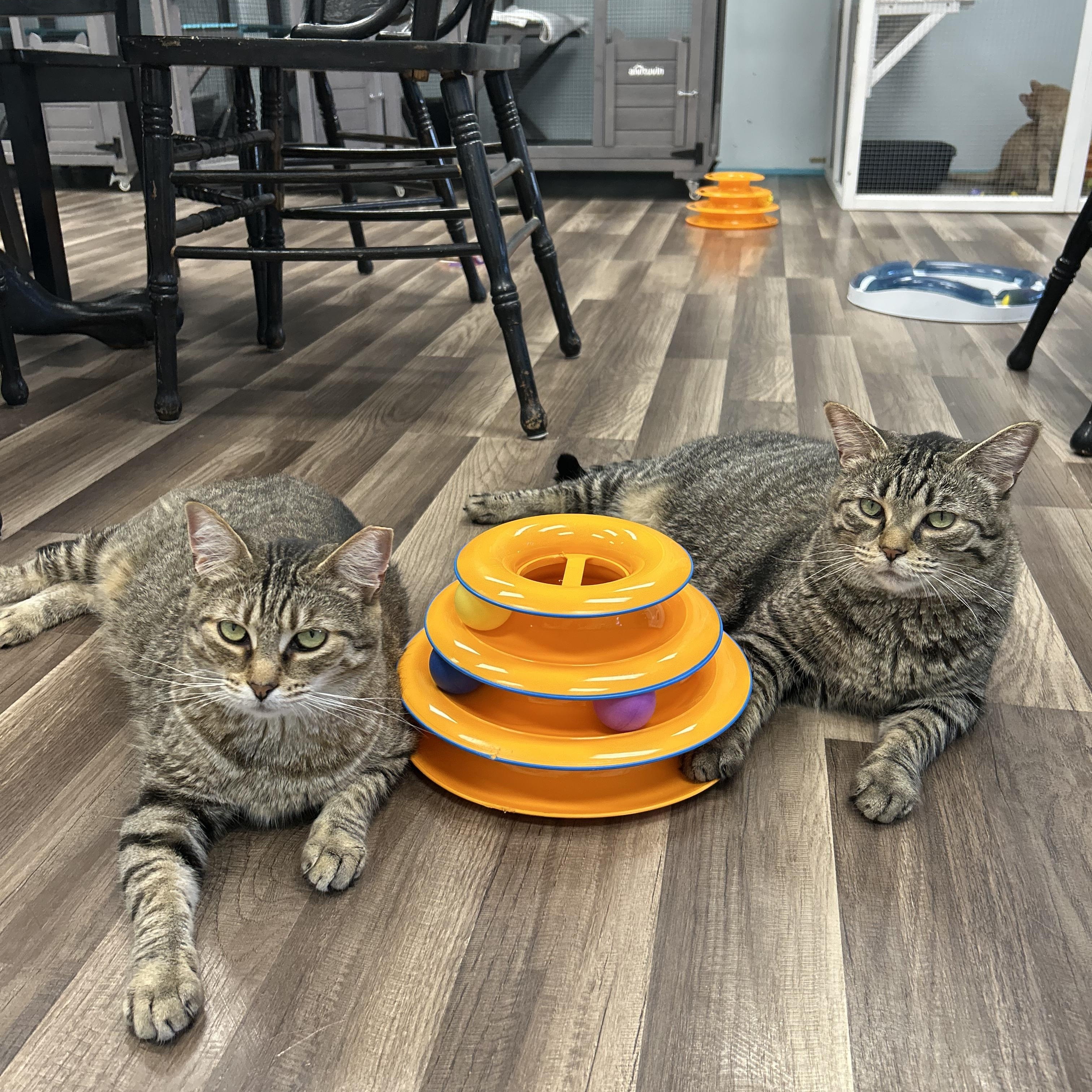 Claudia, a Adoptable Tabby in Grand Rapids, MI image 6/6