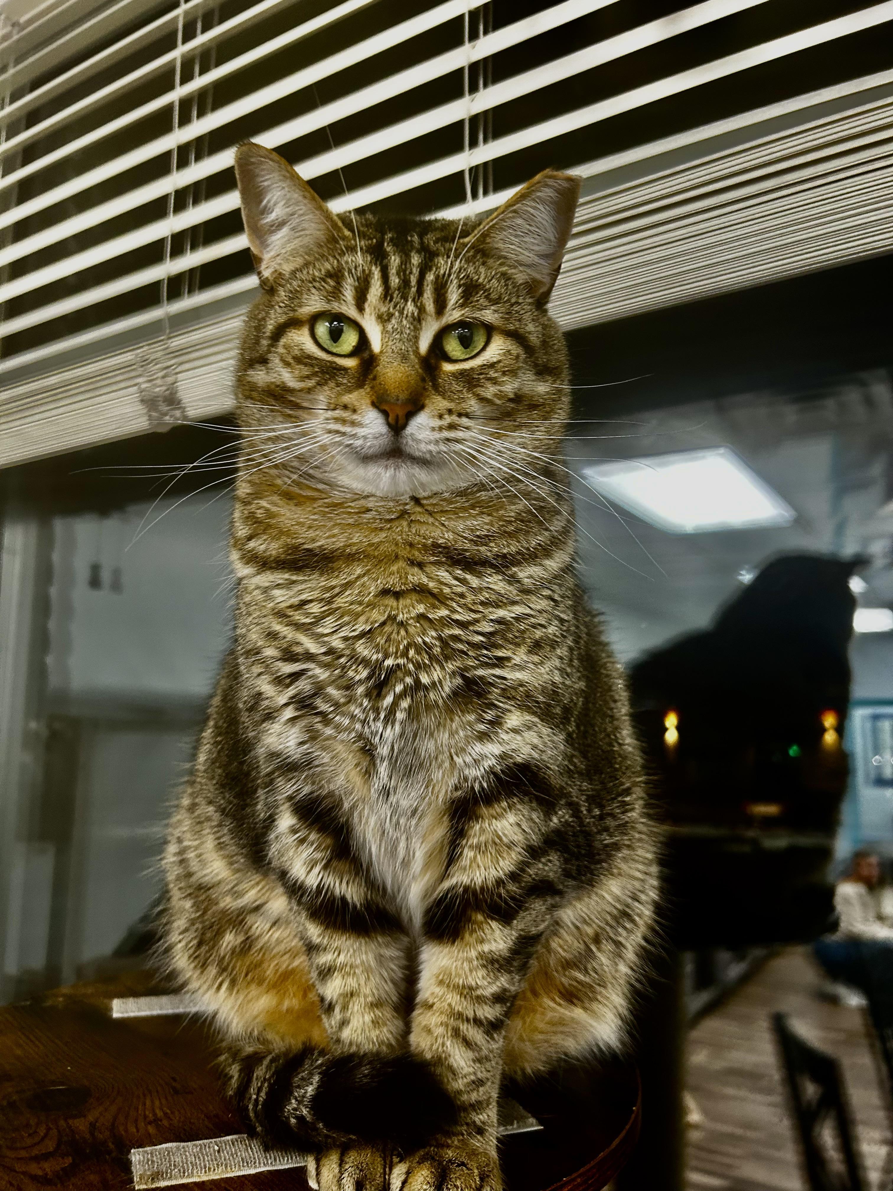 Claudia, Adoptable, Adult Female Tabby.