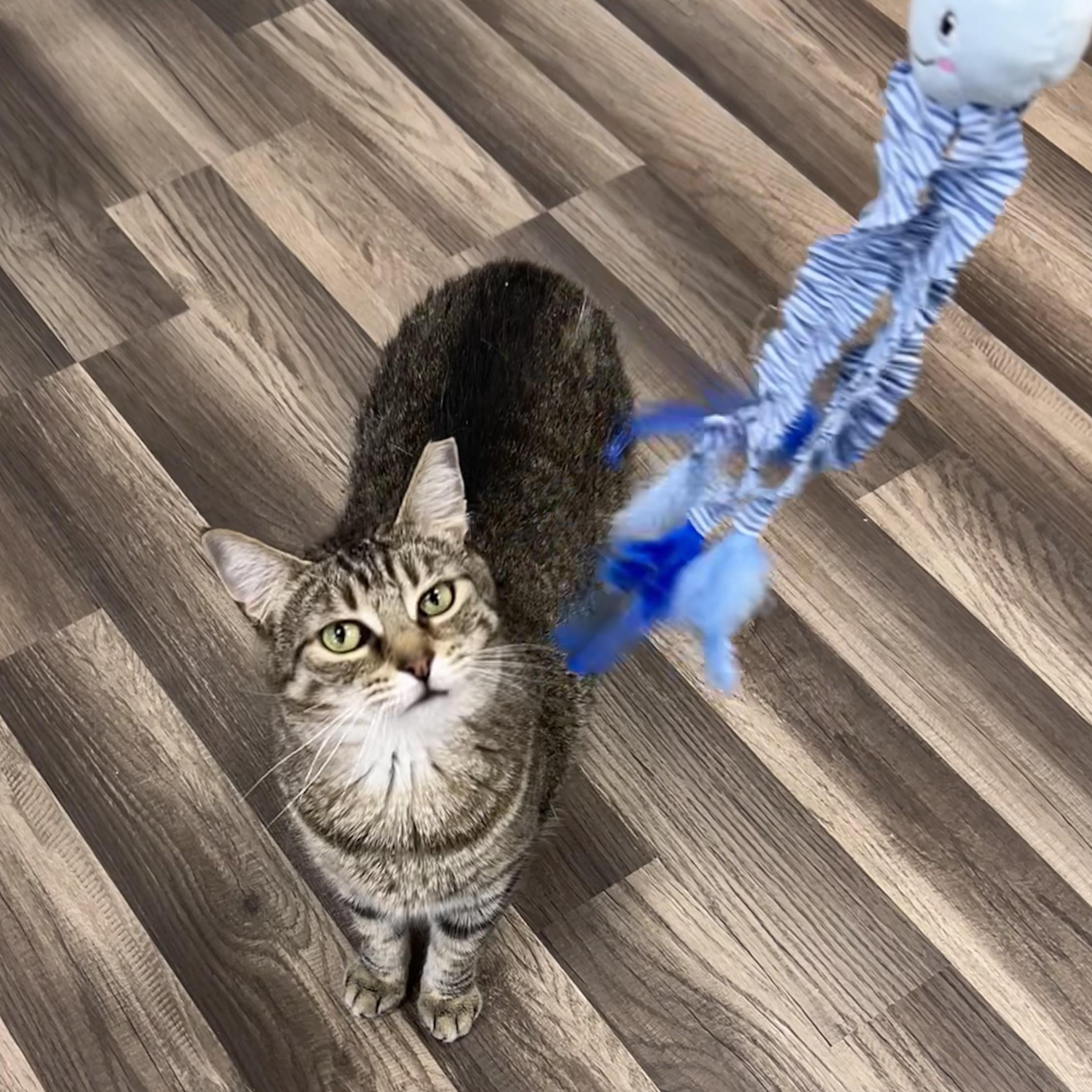 Claudia, a Adoptable Tabby in Grand Rapids, MI image 4/6