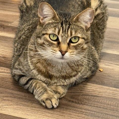 Claudia, a Adoptable Tabby in Grand Rapids, MI image 2/6
