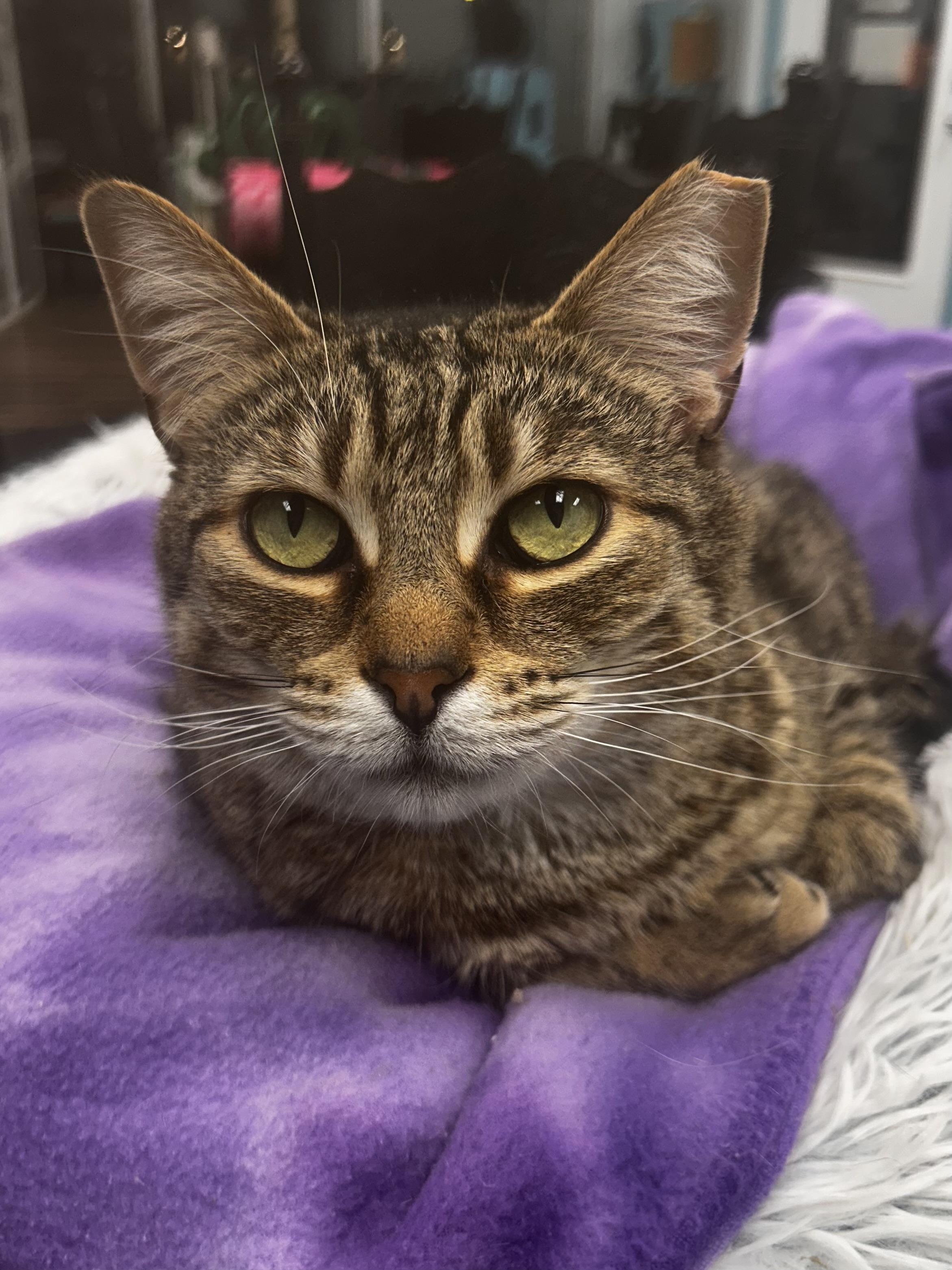 Claudia, Adoptable, Adult Female Tabby.