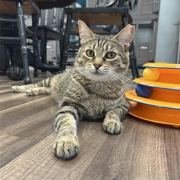 Claudia, a Adoptable Tabby in Grand Rapids, MI image 3/6