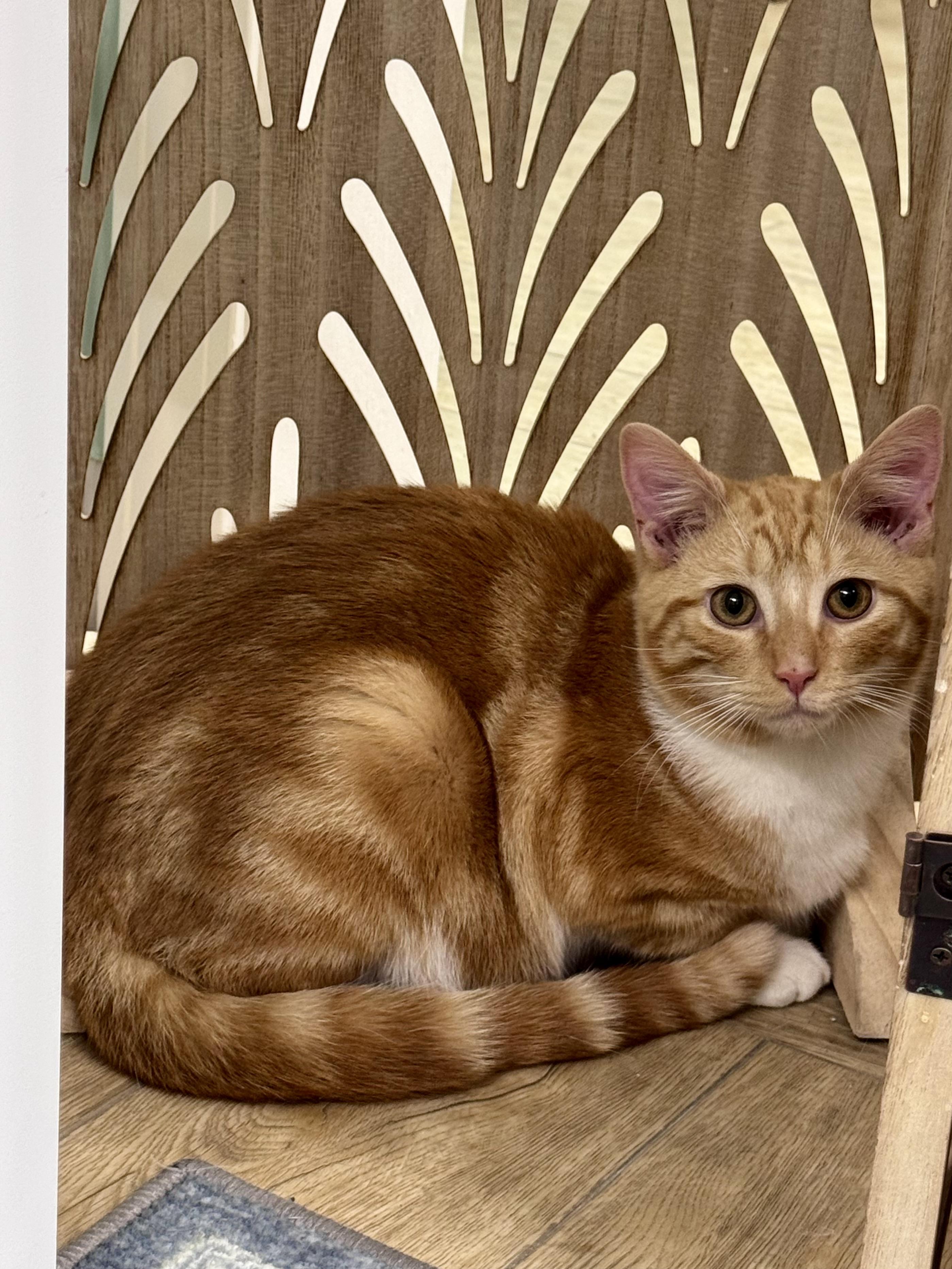 Zippo, Adoptable, Kitten Male Tabby.