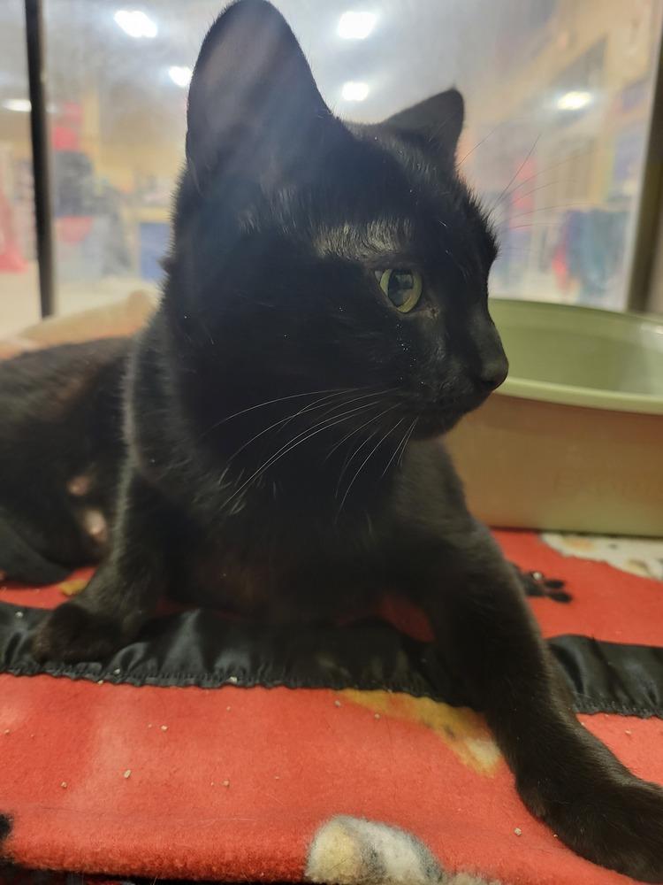 Miss Kitty, a Adoptable Domestic Short Hair in Lorain, OH image 1/5